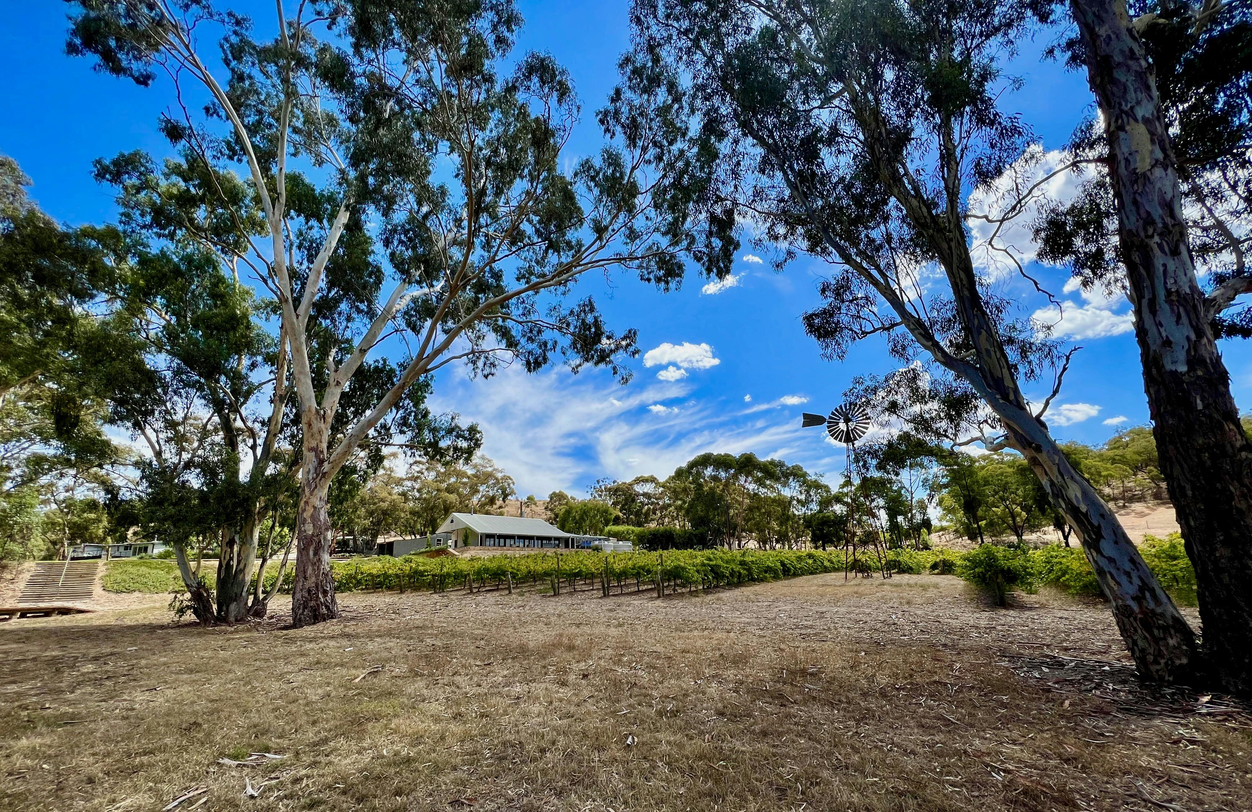 Wide angle shot of The Curly Goose, windmill and vineyard