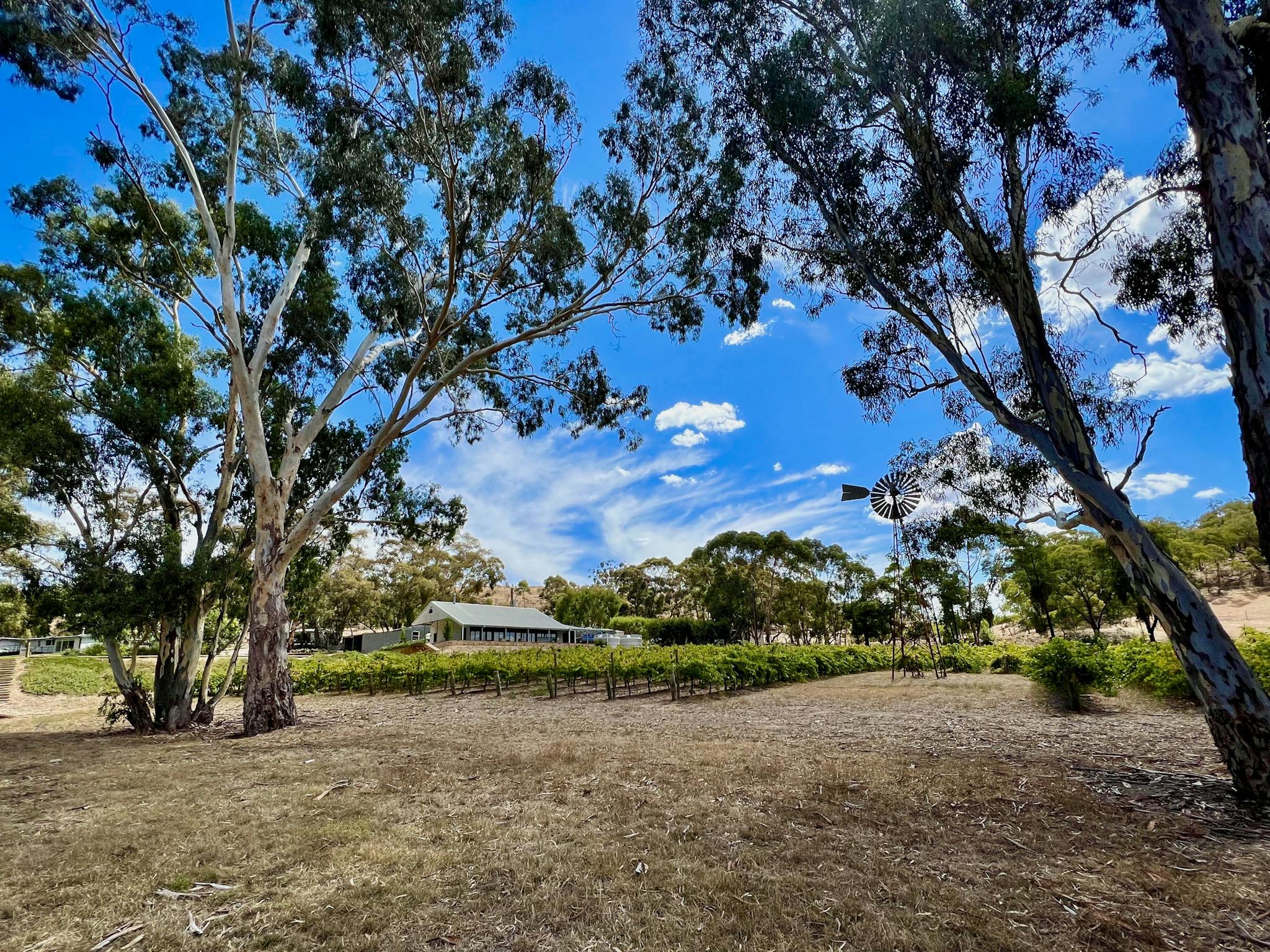 Wide angle shot of The Curly Goose, windmill and vineyard