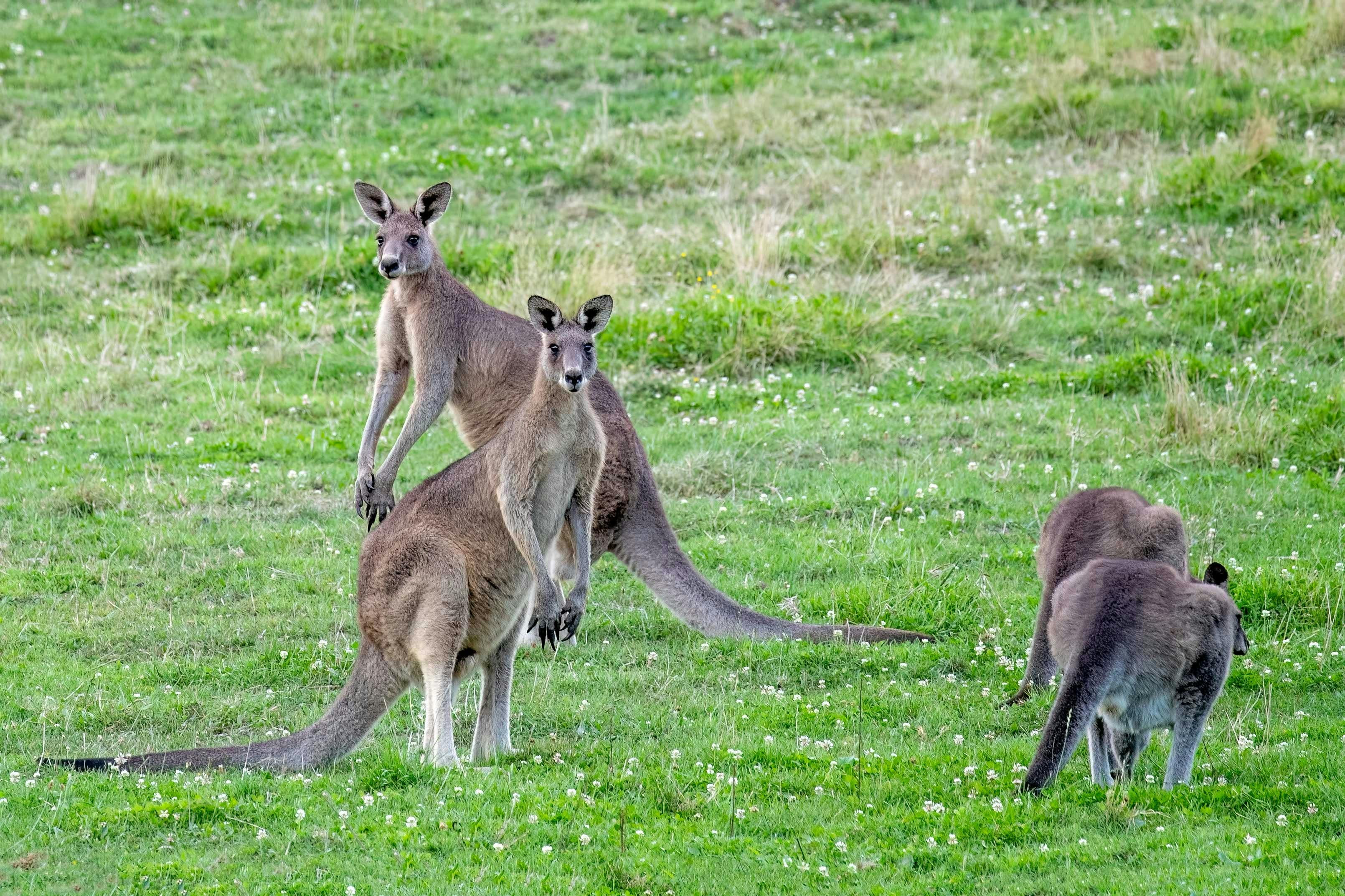 Spot a mob of kangaroos on the Sydney Wildlife Safari - Sydney Bespoke Tours