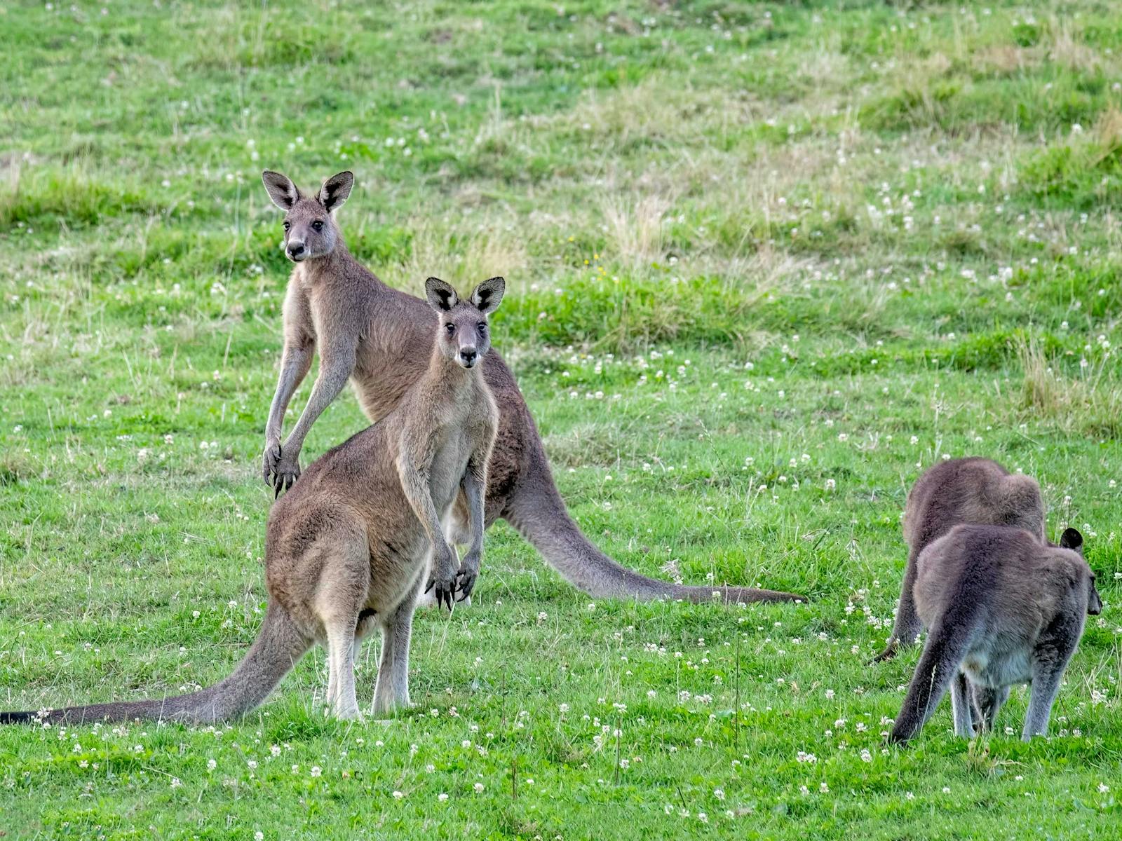 Spot a mob of kangaroos on the Sydney Wildlife Safari - Sydney Bespoke Tours