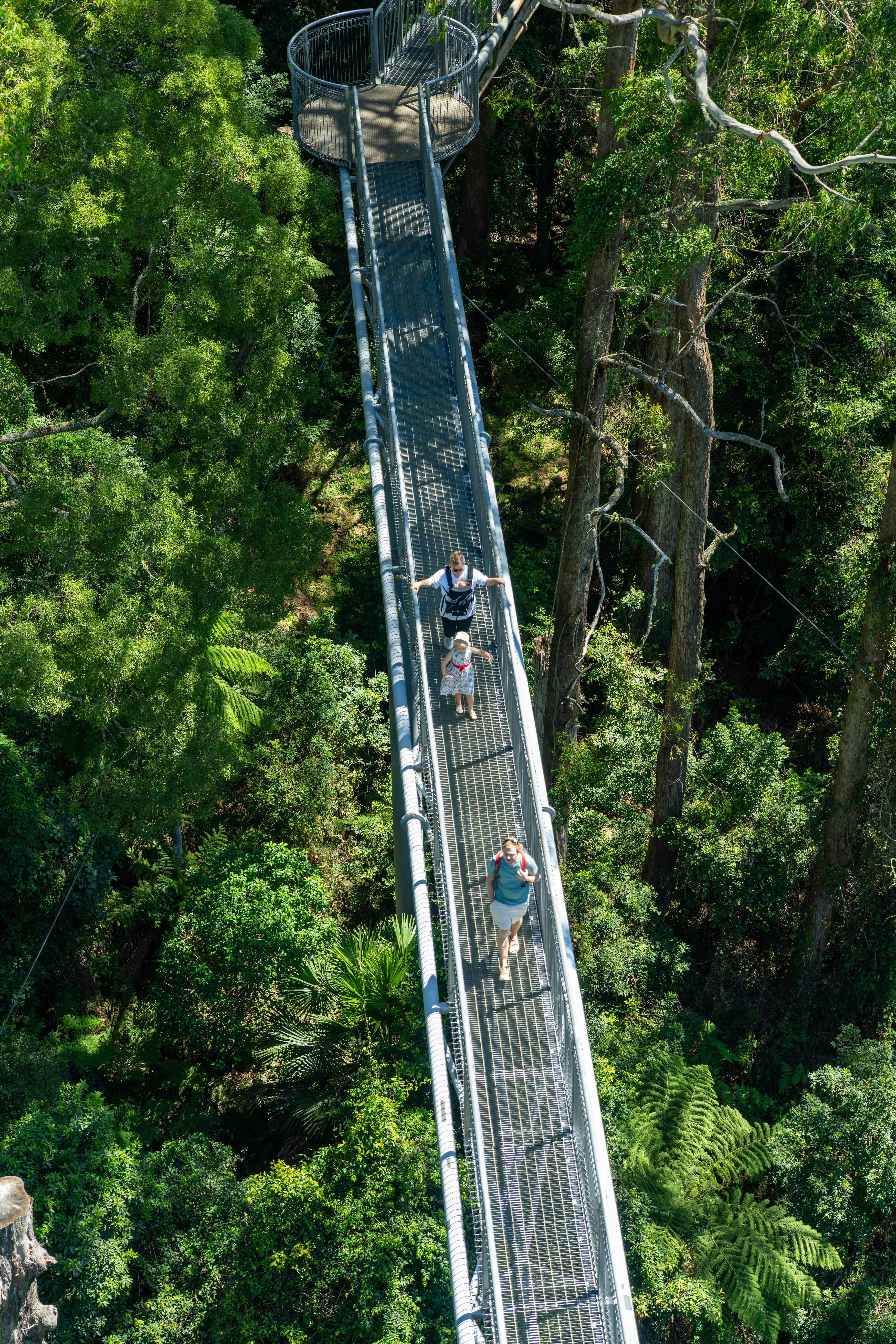 treetop walk