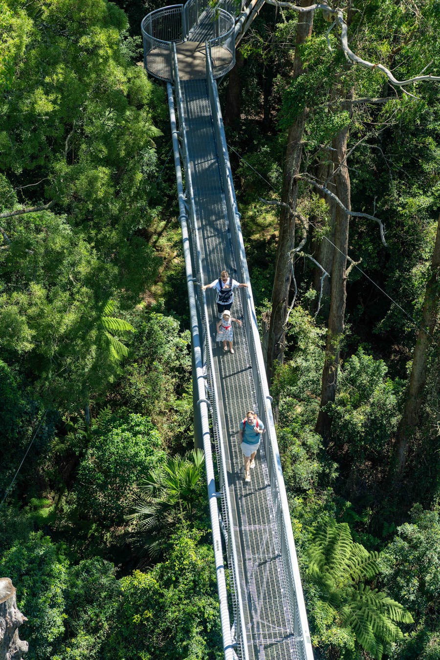 treetop walk