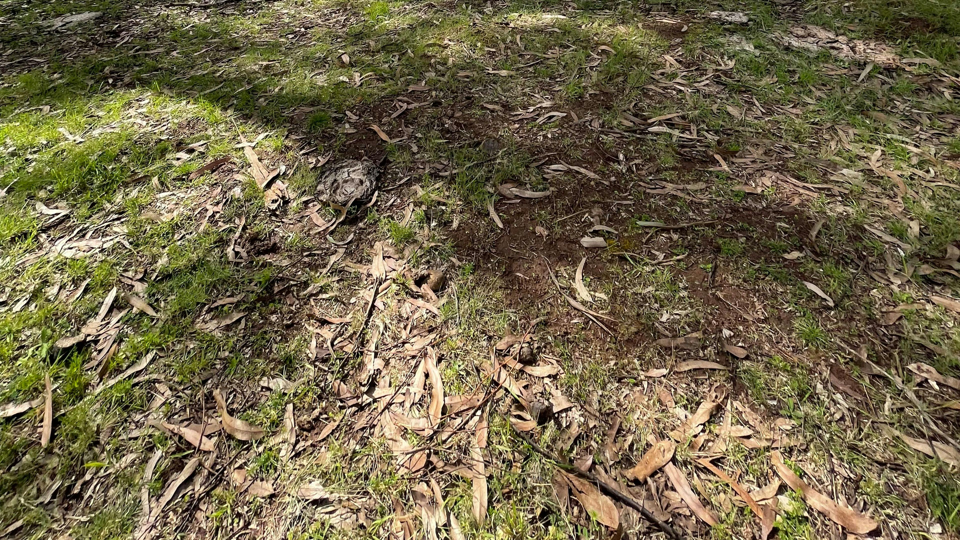 Mabel's Paddock RV Farm Stay