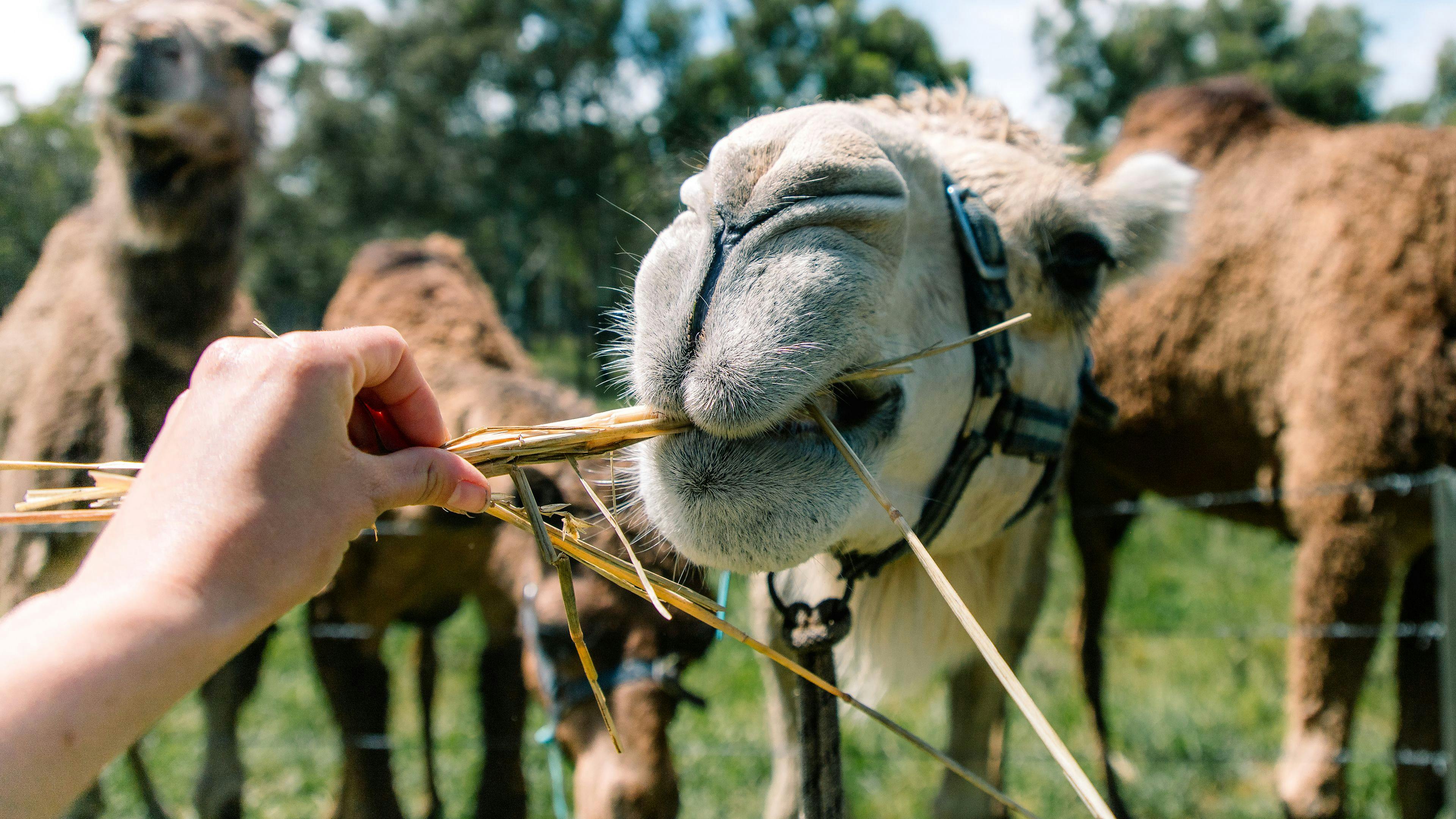 We had way too much fun feeding the camels