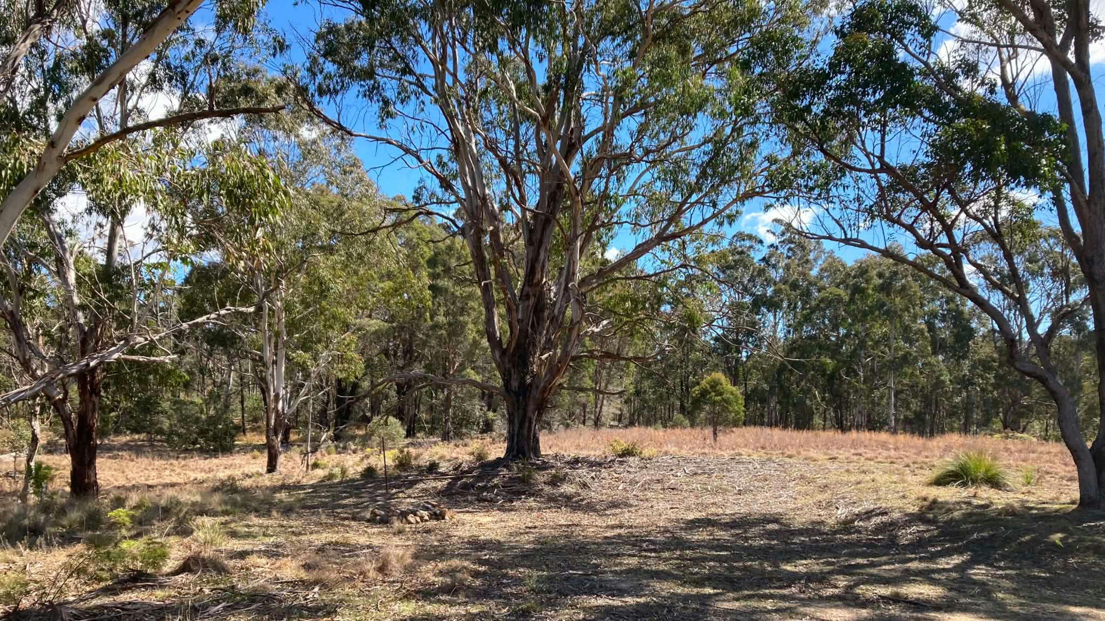 Boonoo Boonoo Island