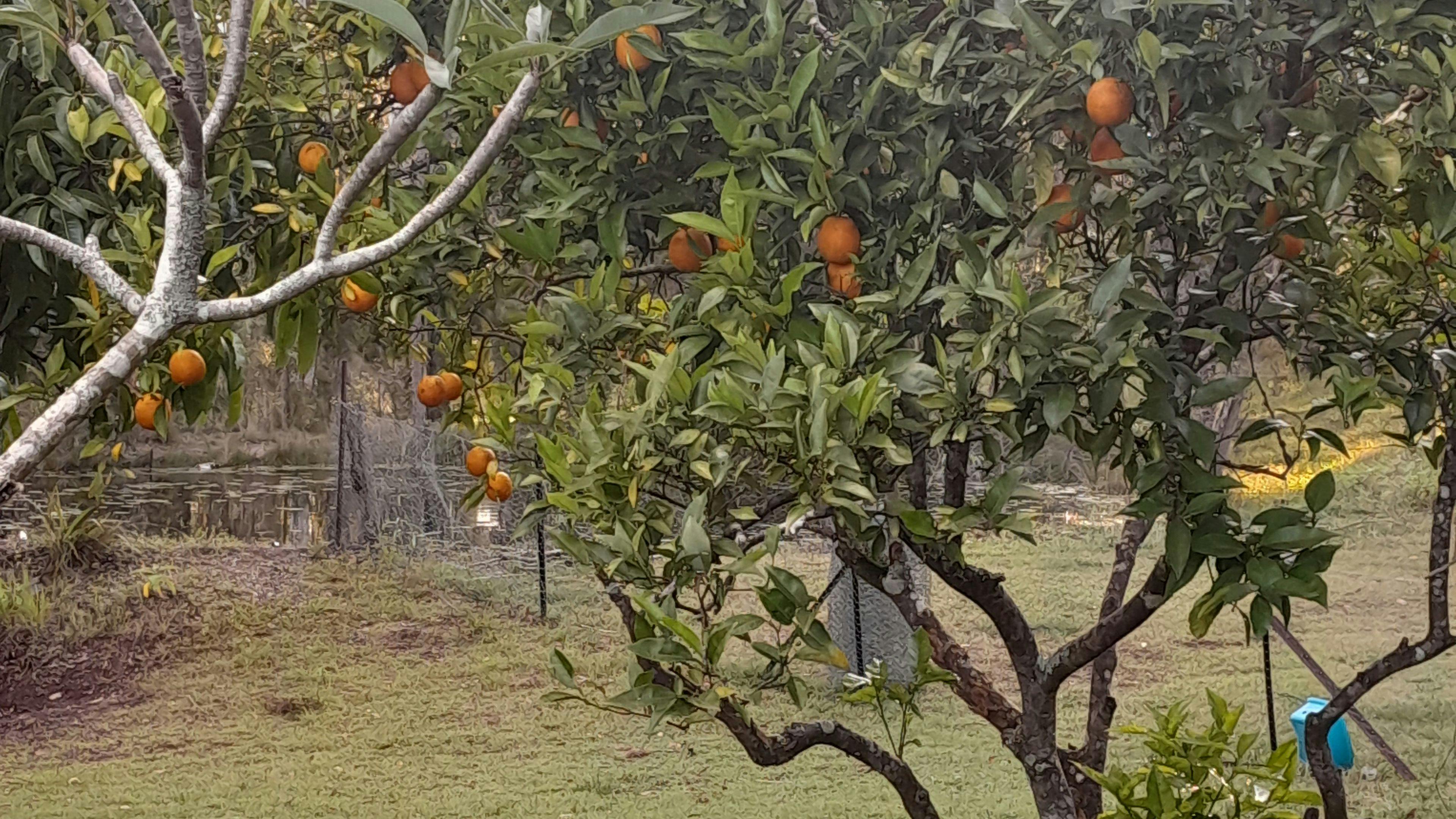 Our fruit trees, oranges, mandarin, lemon, lime, mango.