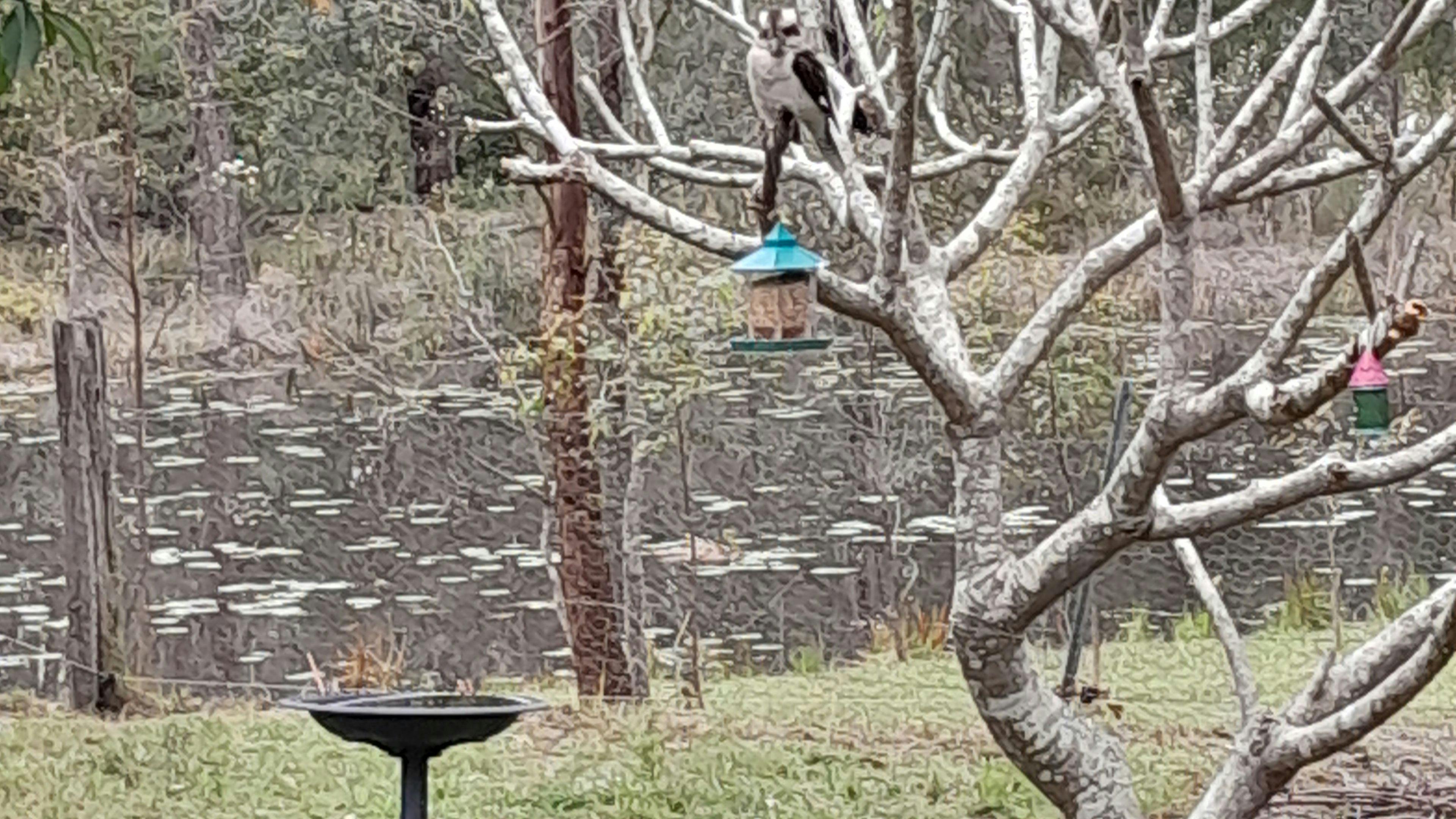 オウムやゴシキセイガイインコを呼び寄せるために、野鳥の餌台に餌を補充しています。