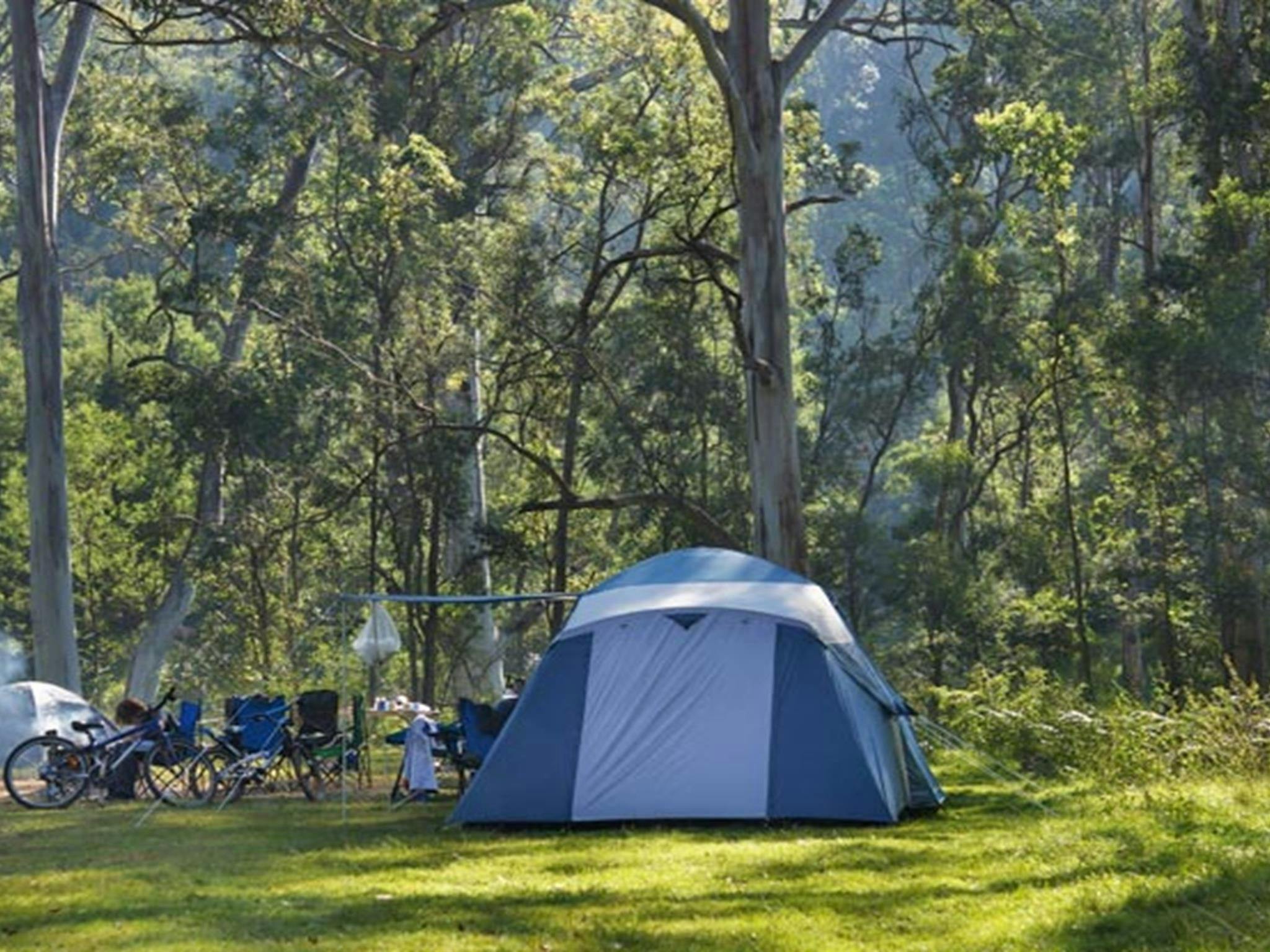 Tent and bicycles in the Redgum section of Euroka campground. Photo: Steve Alton/NSW Government
