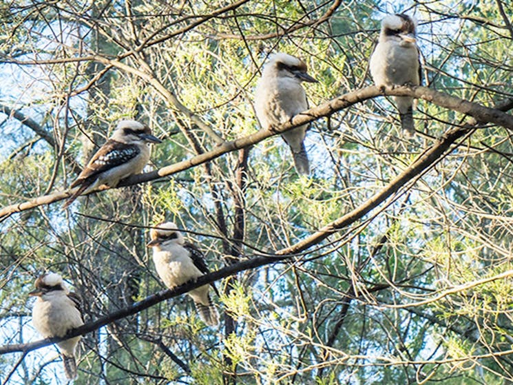 A flock of kookaburras watch over food from a tree branch in Euroka campground. Photo: OEH/Simone