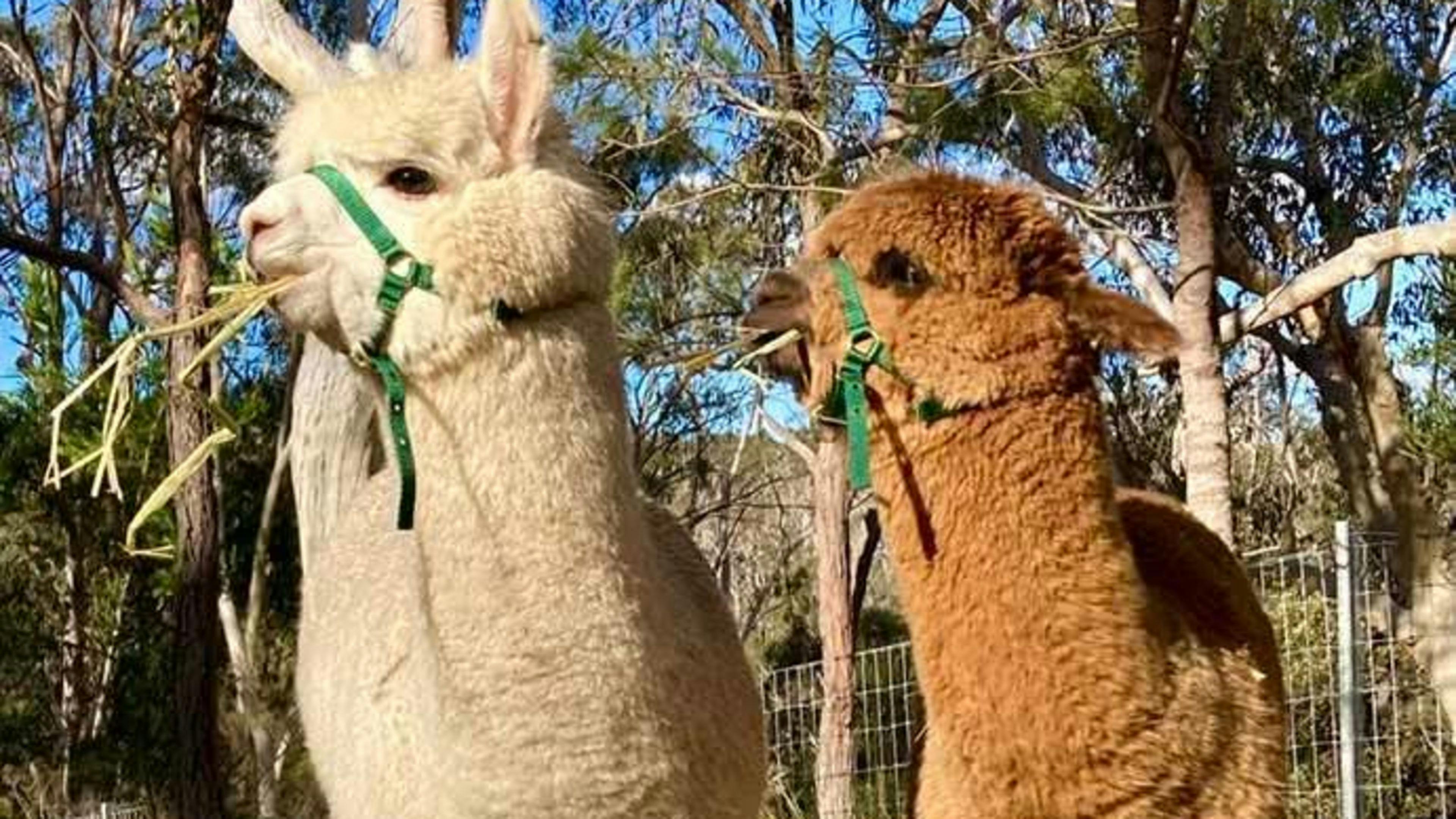 Glamping am Flussufer der Rosewood Farm