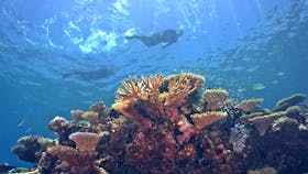 Snorkel Lodestone Reef - Adrenalin Snorkel and Dive