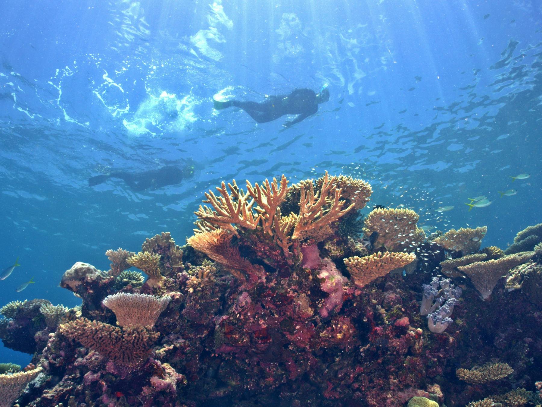 Snorkel Lodestone Reef - Adrenalin Snorkel and Dive