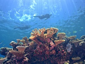 Adrenalin Snorkel and Dive