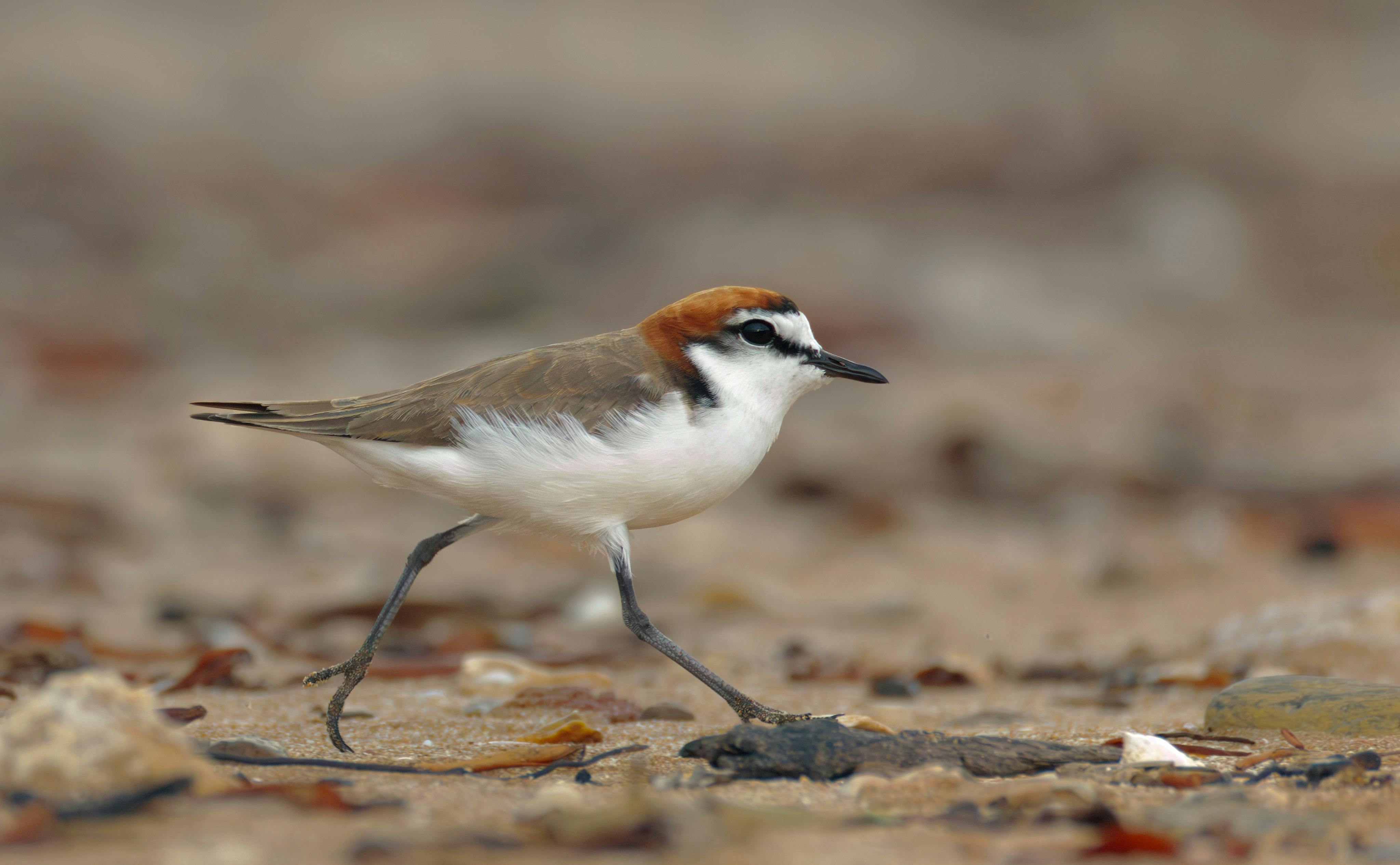 Red-capped Plover, Anarhynchus ruficapillus, at Lee Point,  Darwin, Northern Territory