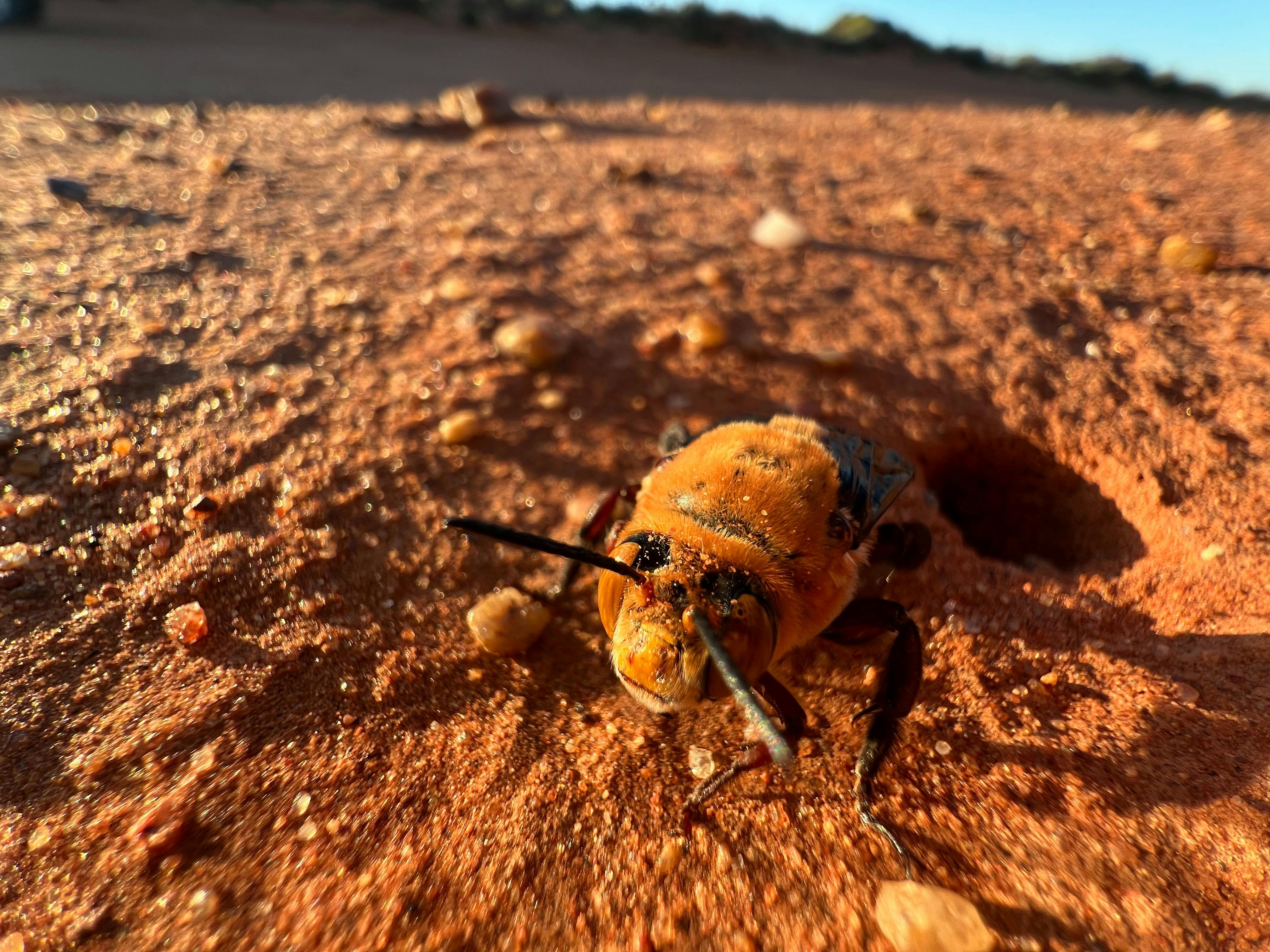 these bees are endemic to the gascoyne region