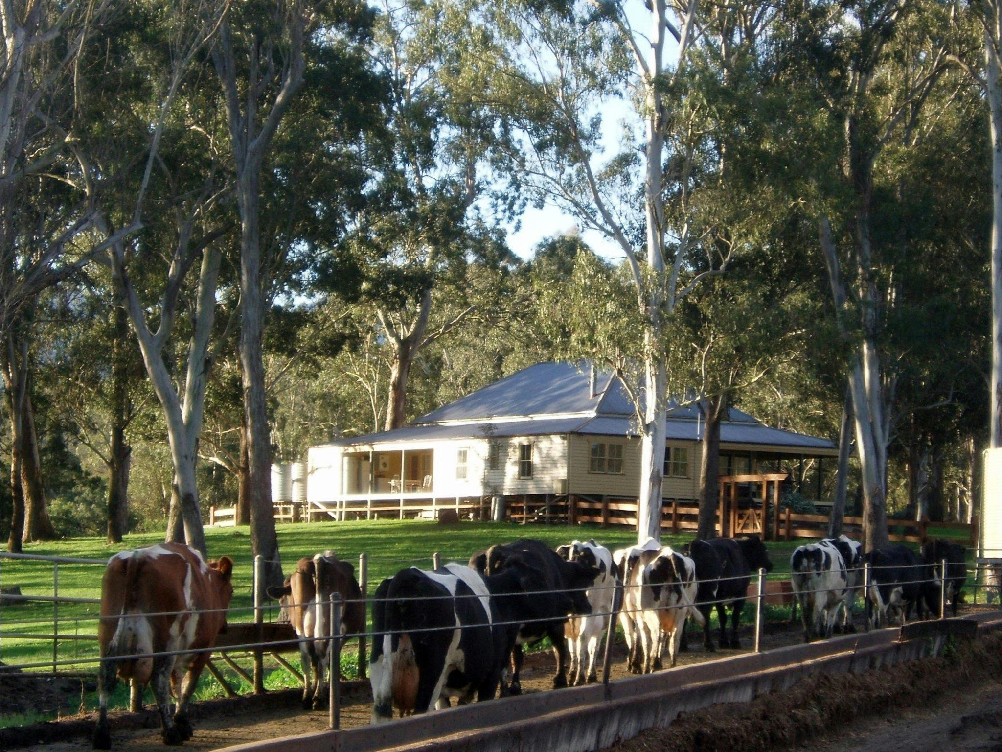 Dairy Flat Farm Holiday NSW Holidays & Things to Do