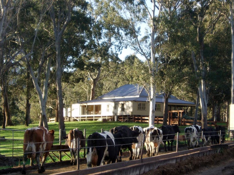 Lifestlye Stays at Dairy Flat Farm Holidays