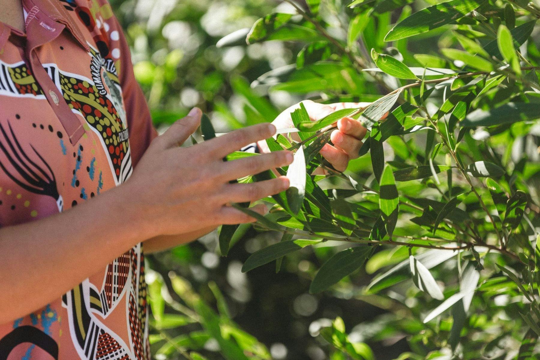 基拉利亞地區公園的古馬拉傳統叢林美食/藥材漫步