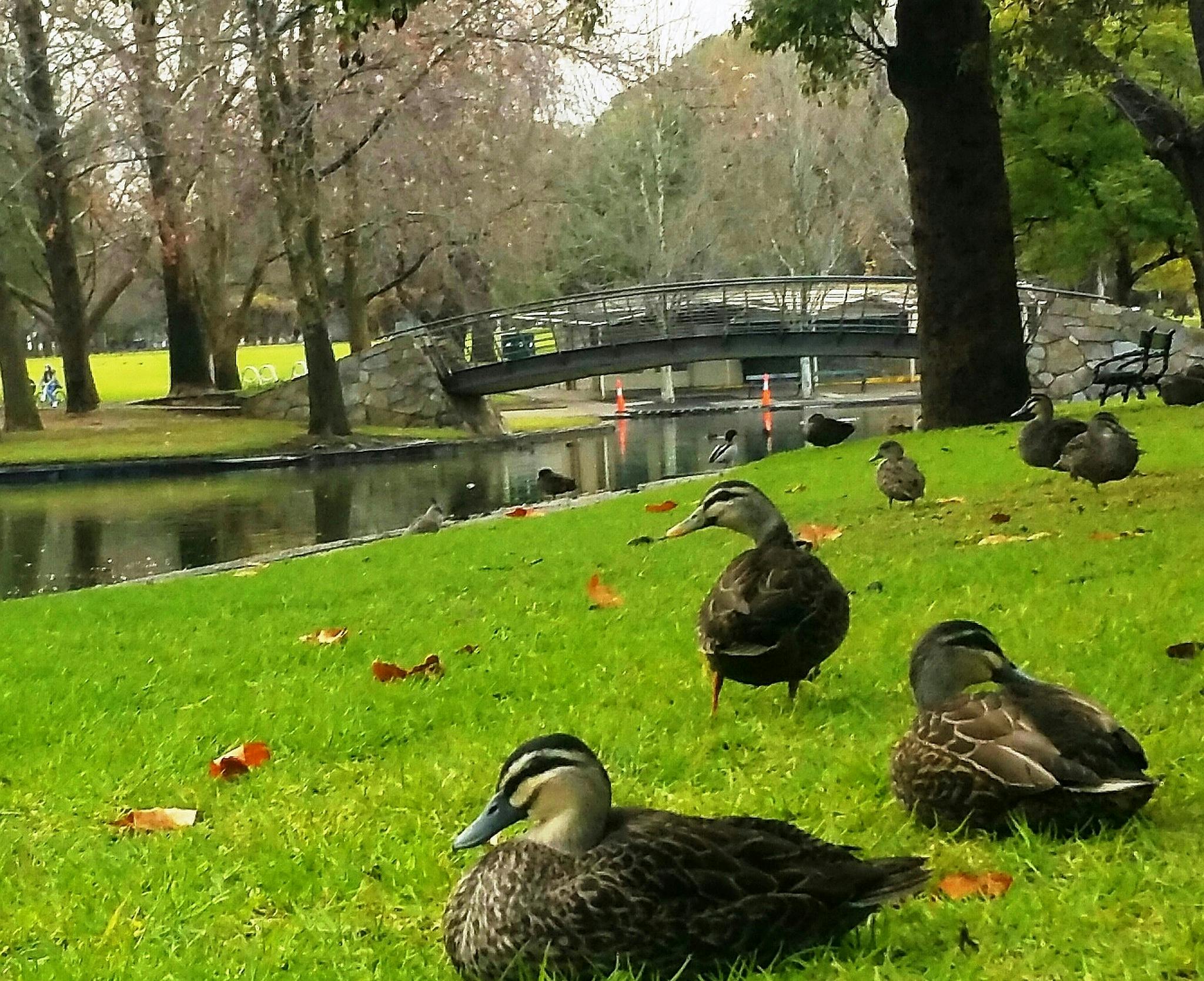 Rymill Park / Murlawirrapurka (Park 14)
