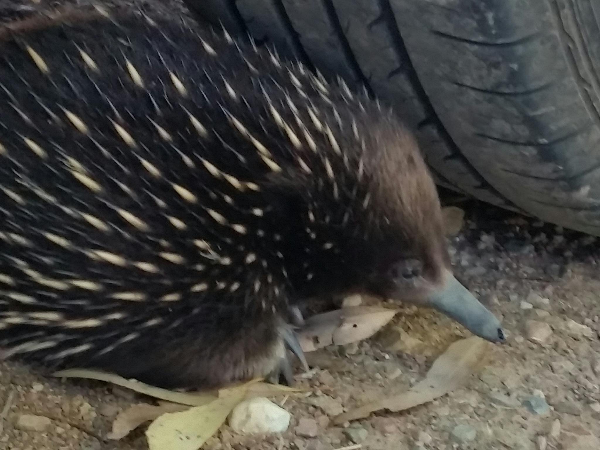 WIldlife such as echidnas  drop in for a chat from time to time.
