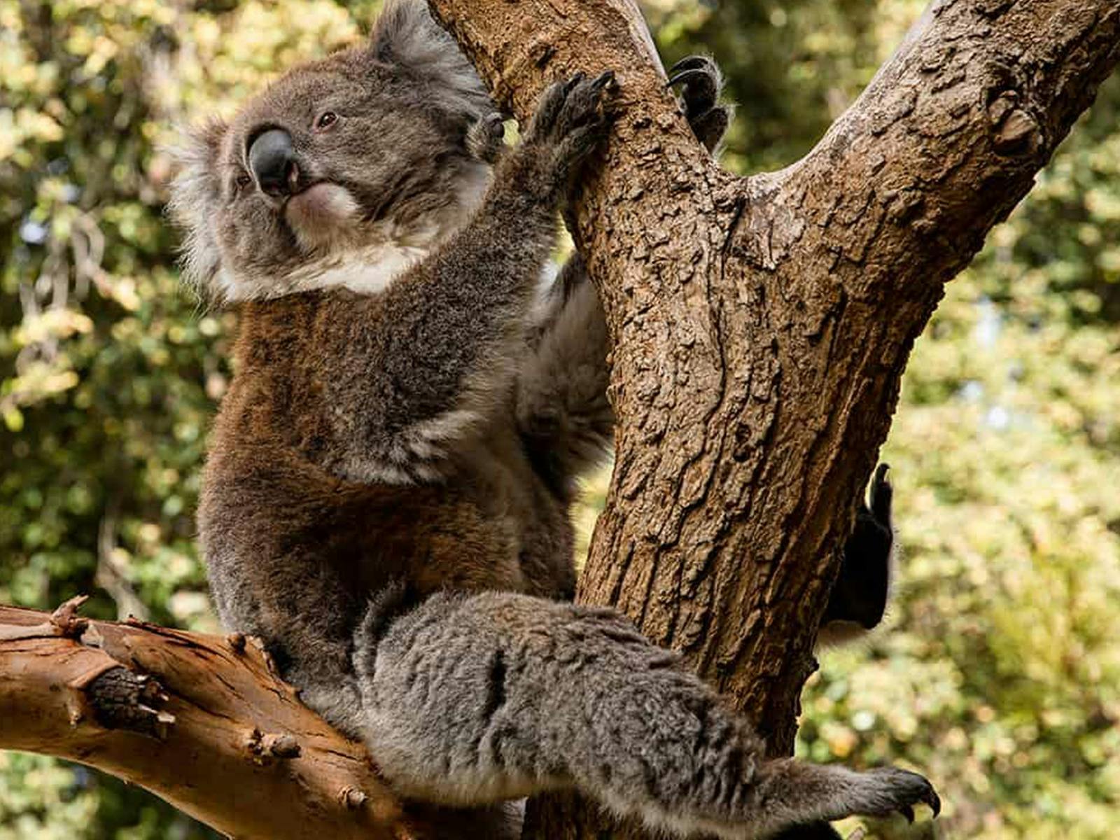 Koala Encounter