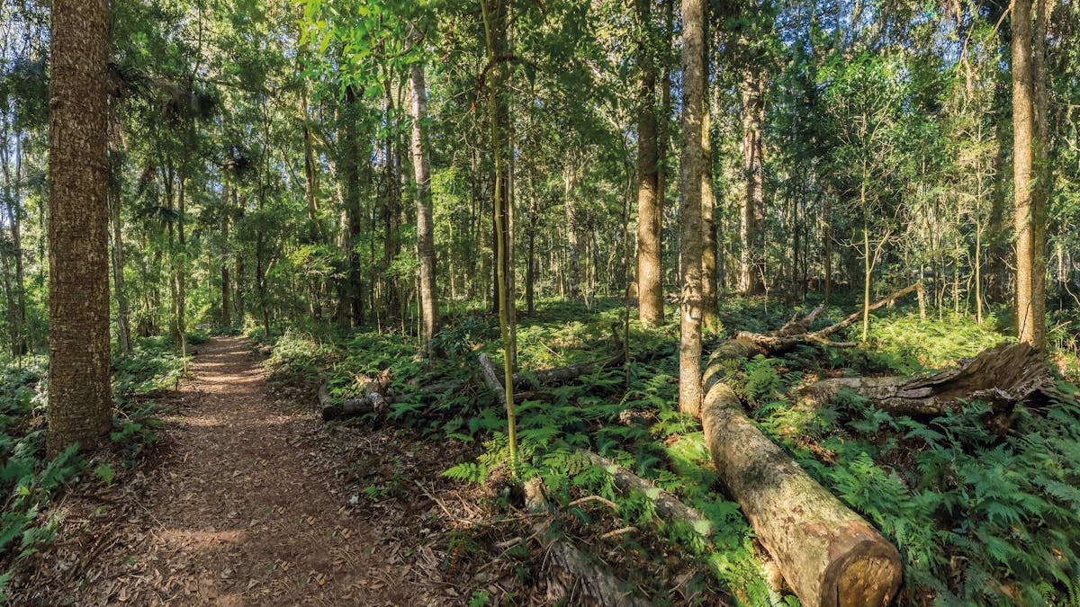 Walking trail, Bunya Mountains National Park