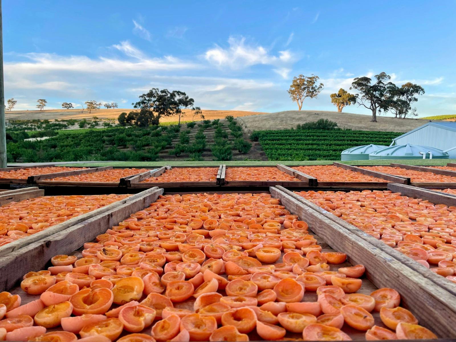 Apricots drying in the sun