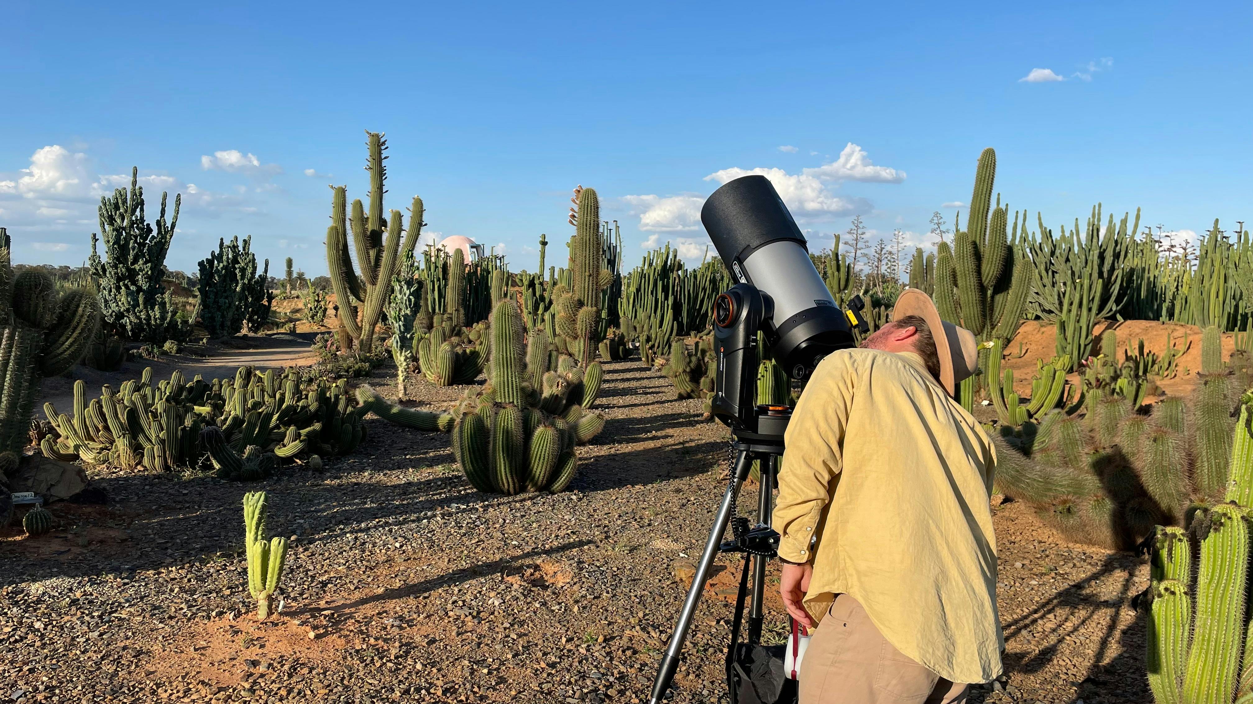 cactus