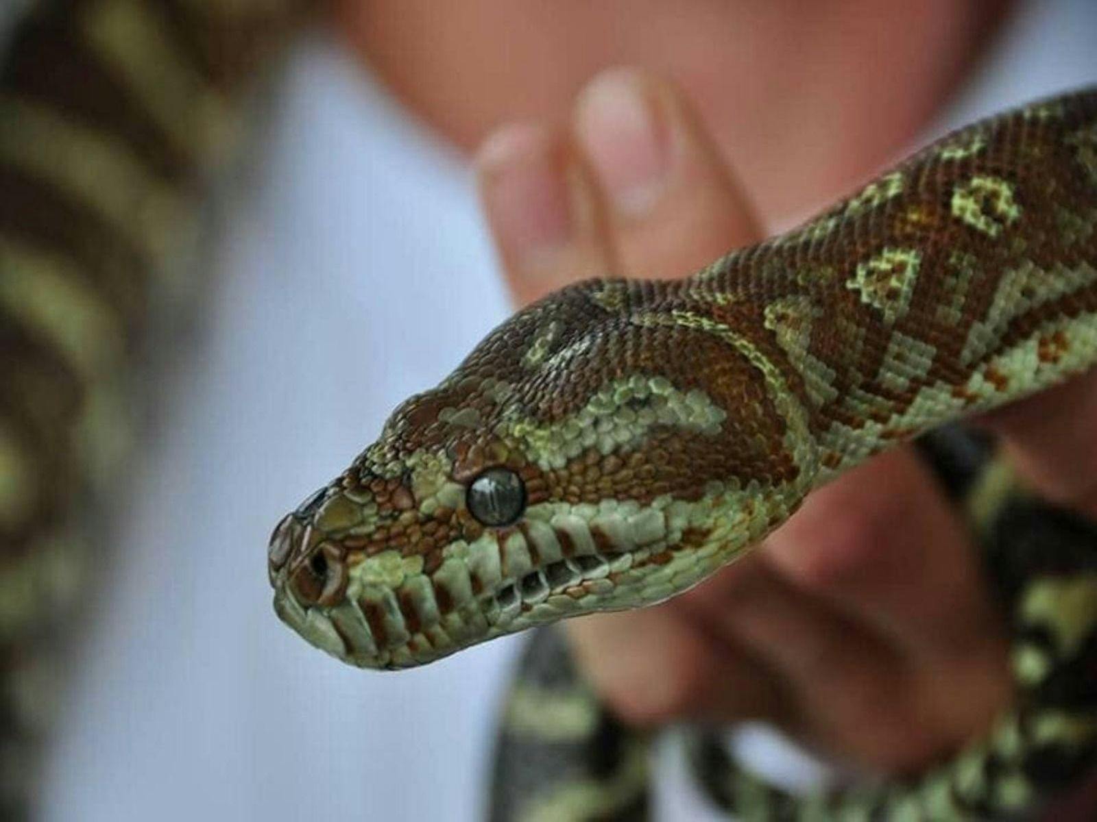 Reptiles galore