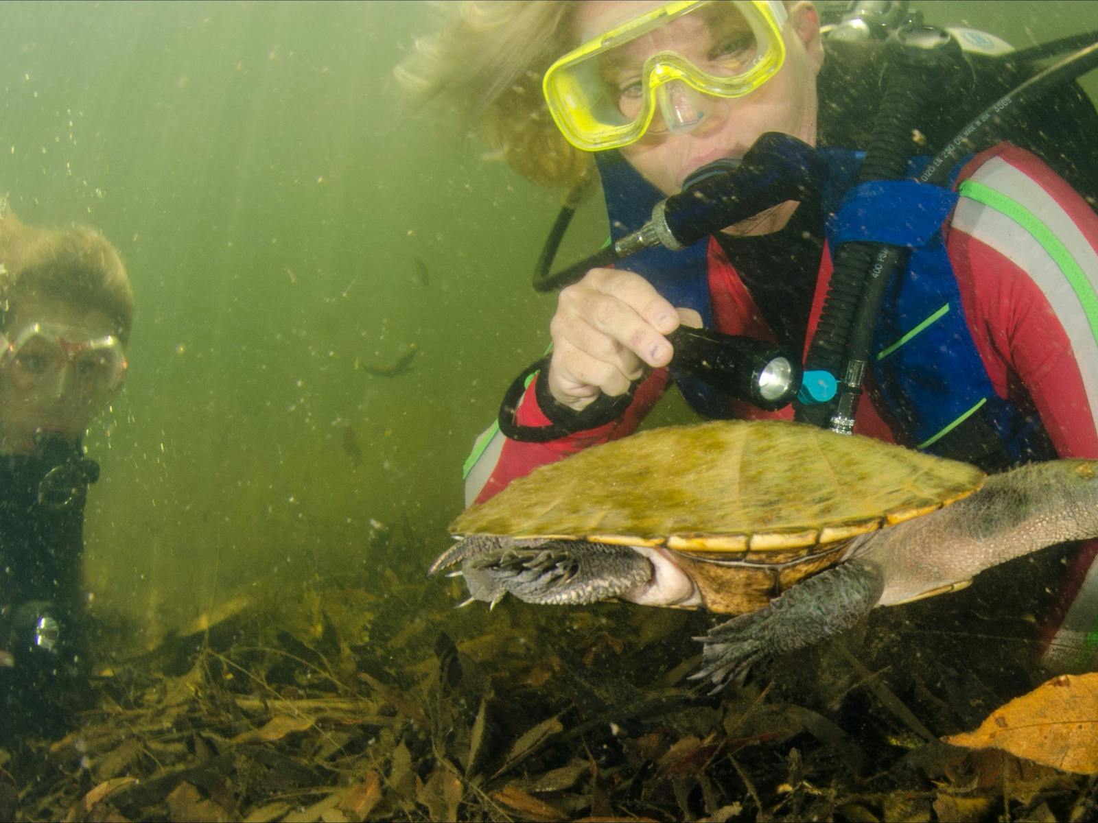 Rainforest Scuba