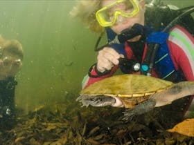 Terrapin (turtle)