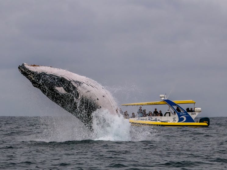 Wave Rider and Whale
