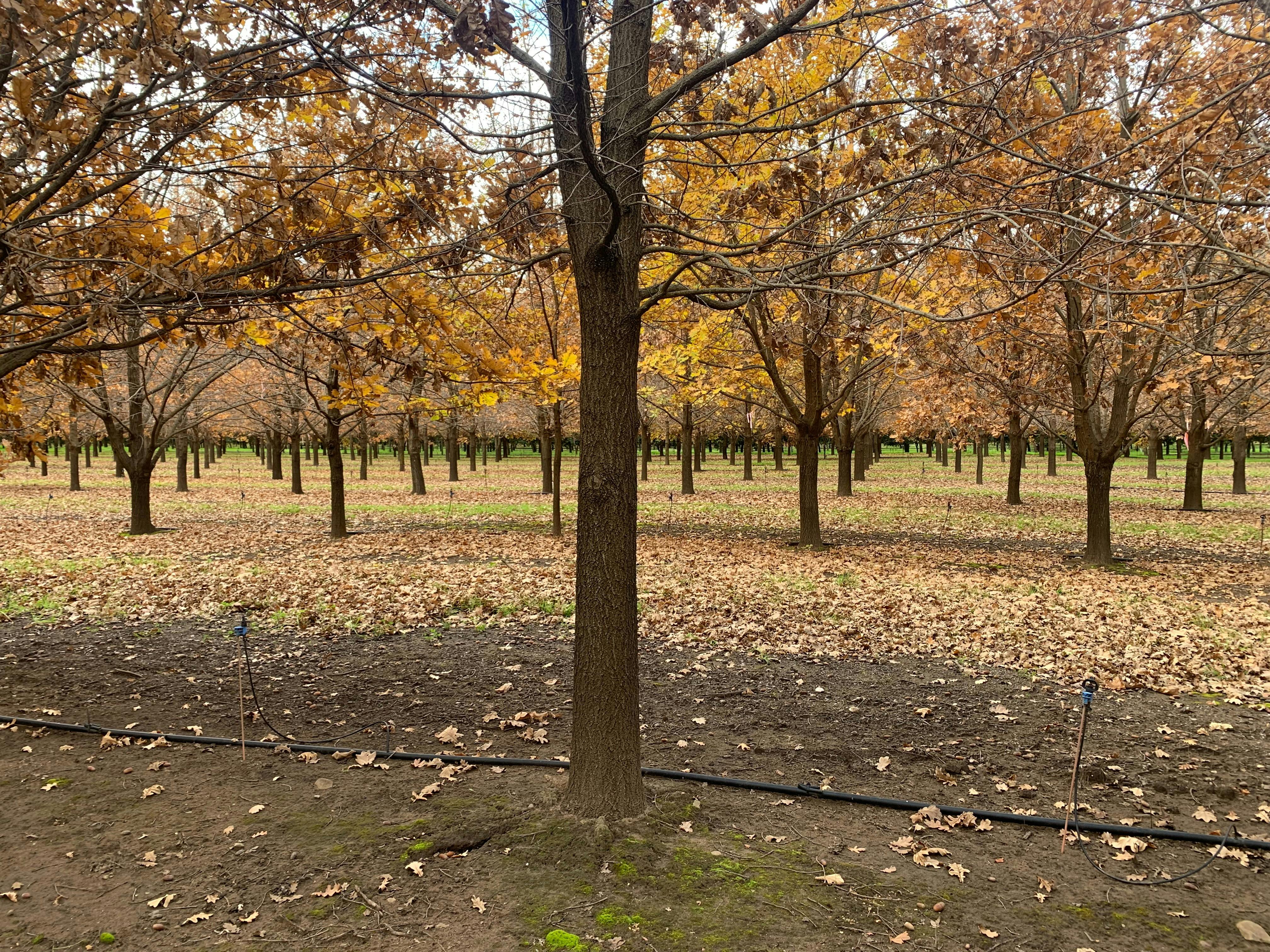 OakShade truffle trees