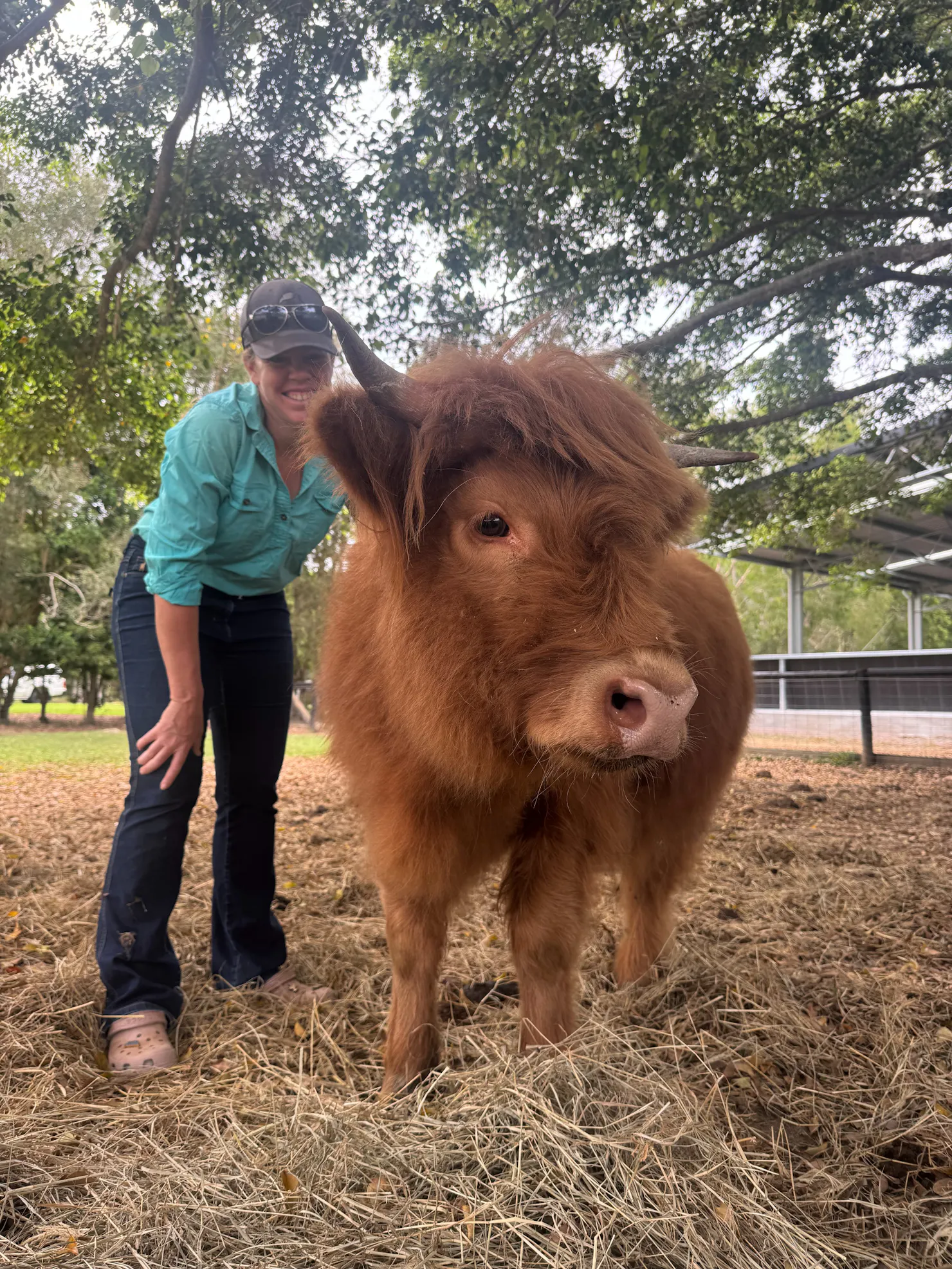 Lady scratching Highland Cow