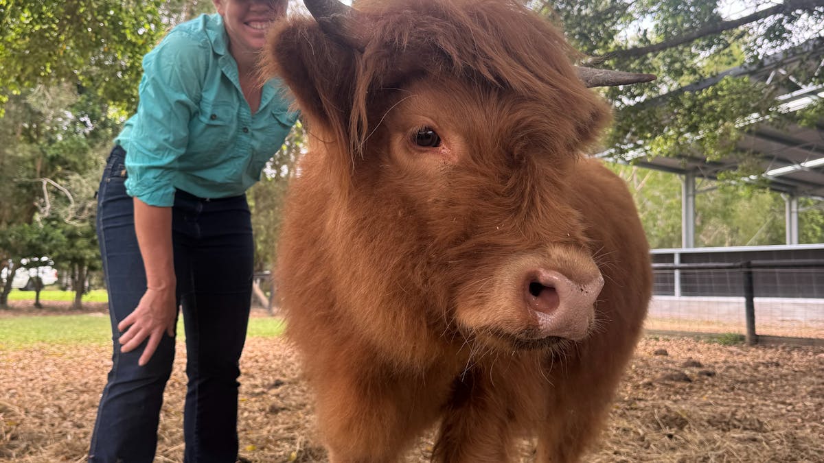 Lady scratching Highland Cow