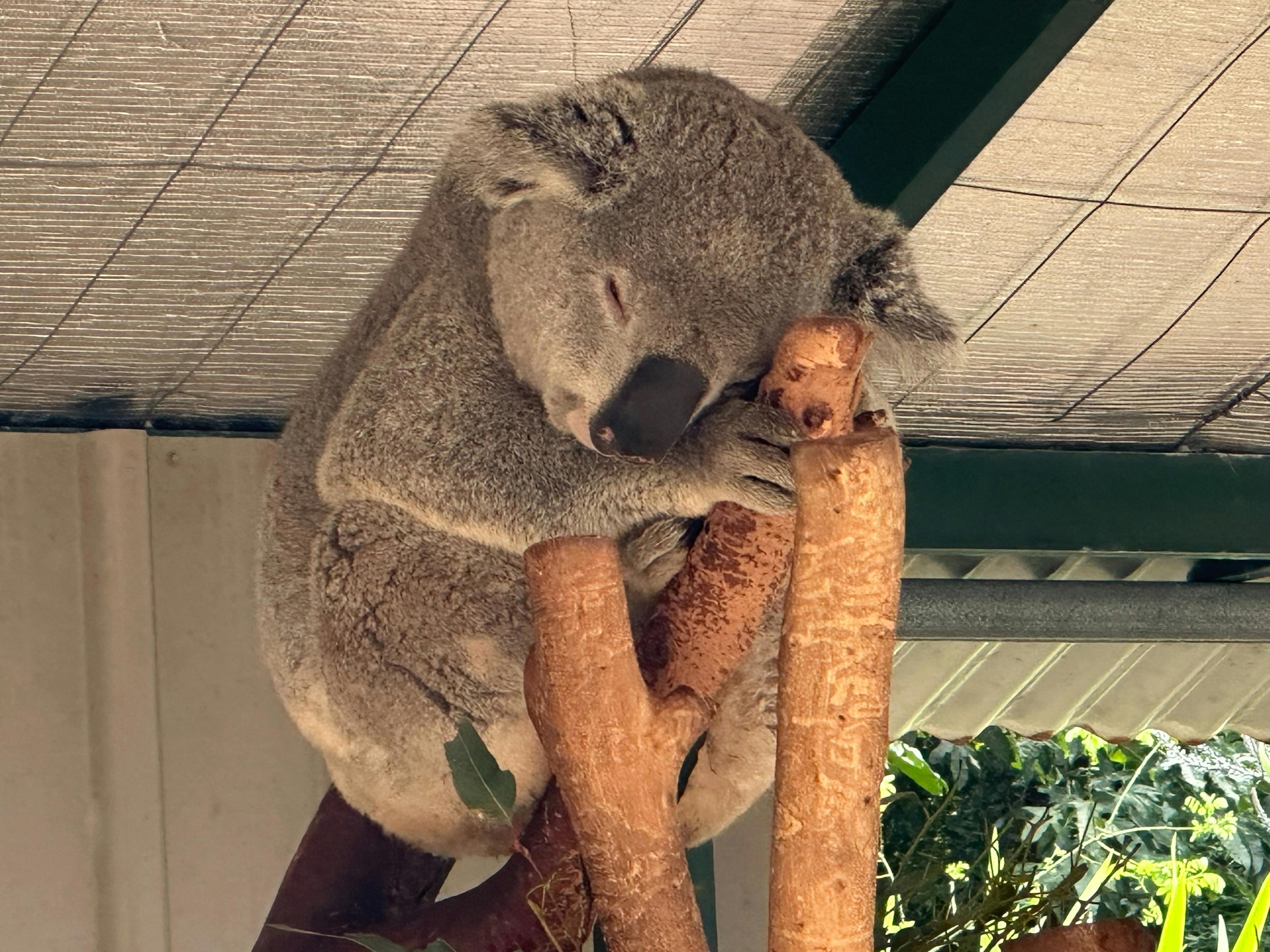 Sleeping Koala