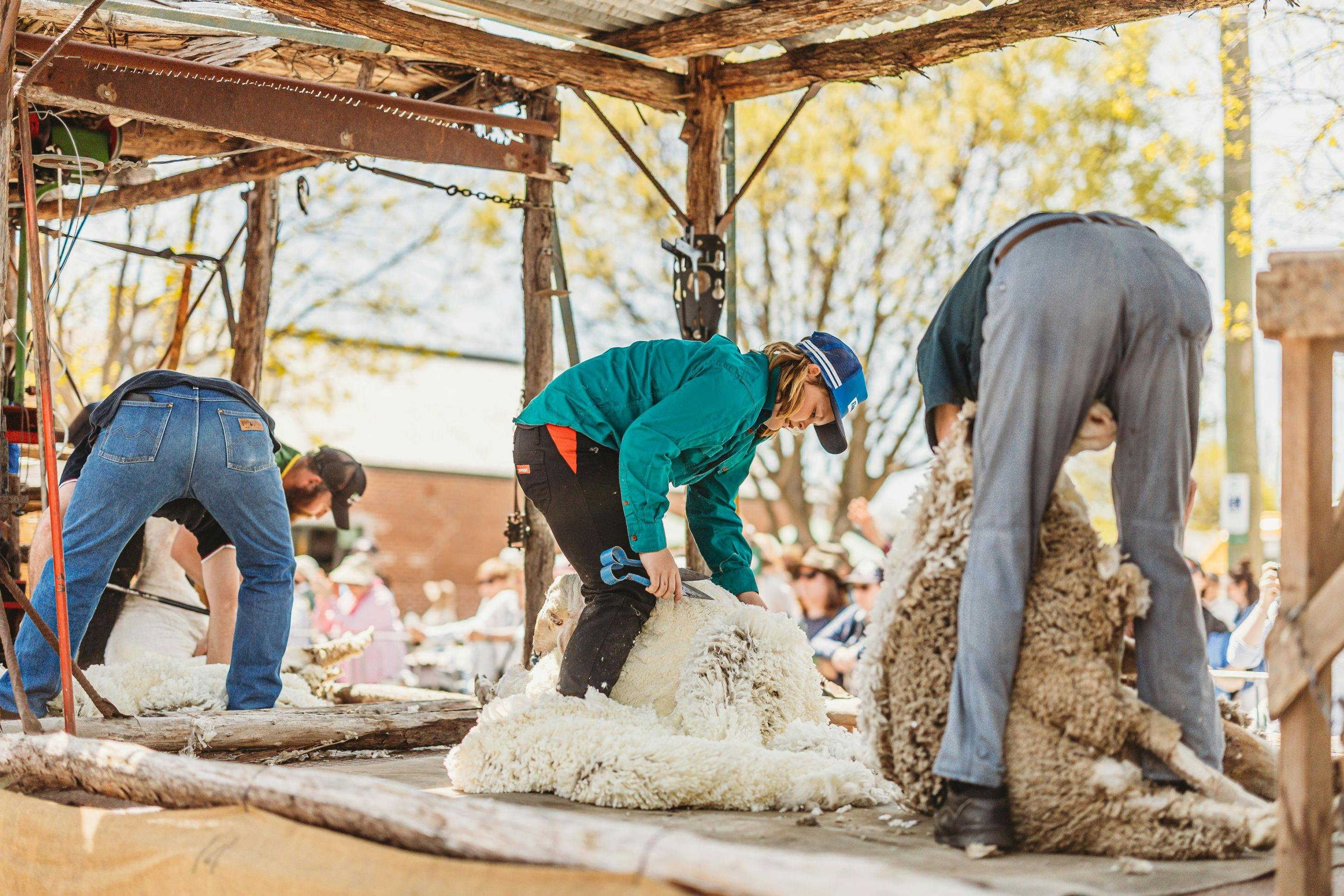 Shearing demo at mobile shearing shed.