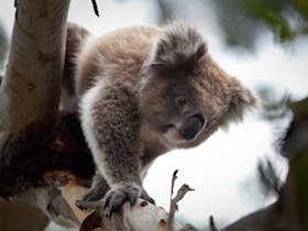 Climbing Koala