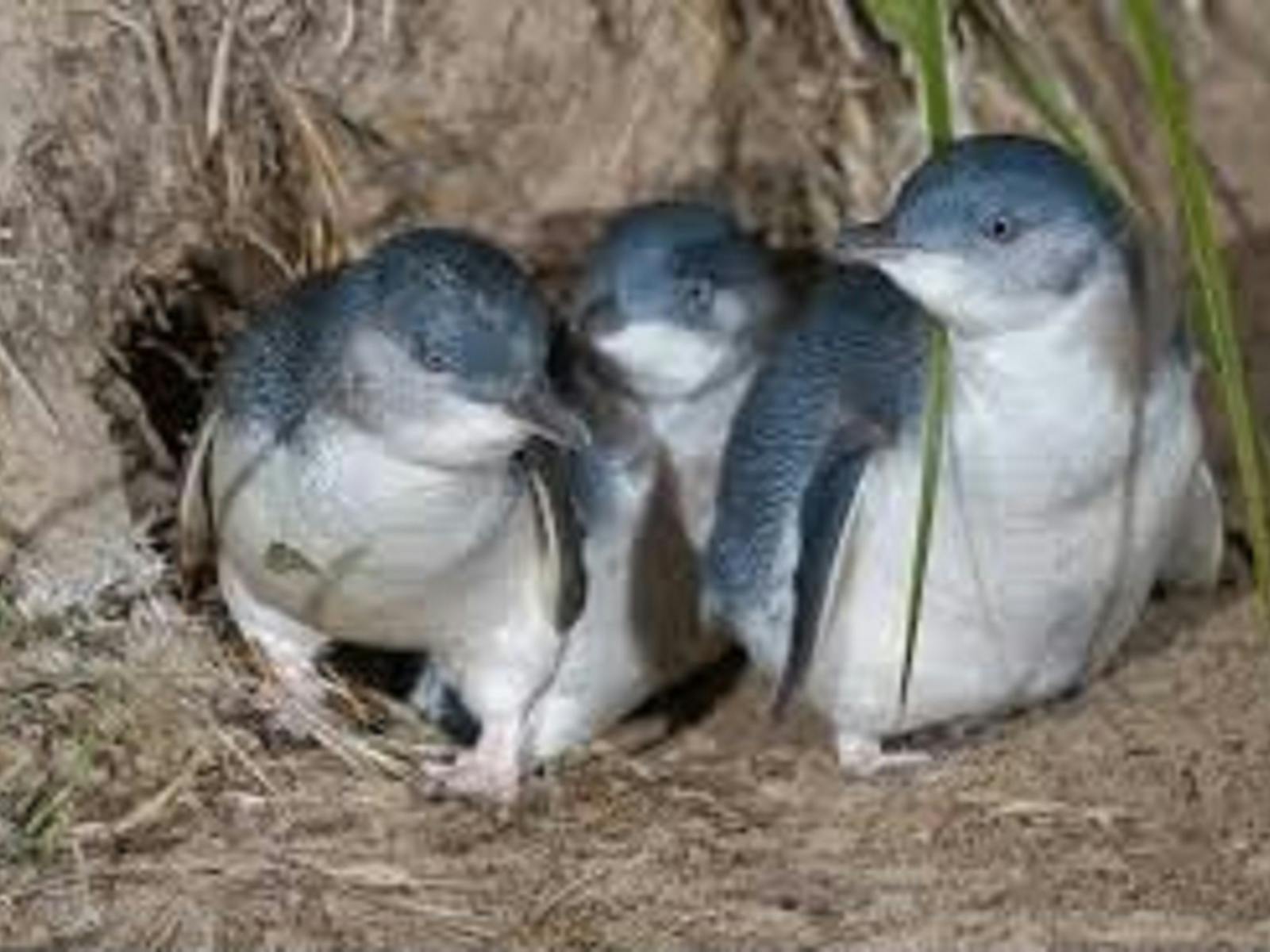 Stanley's penguins