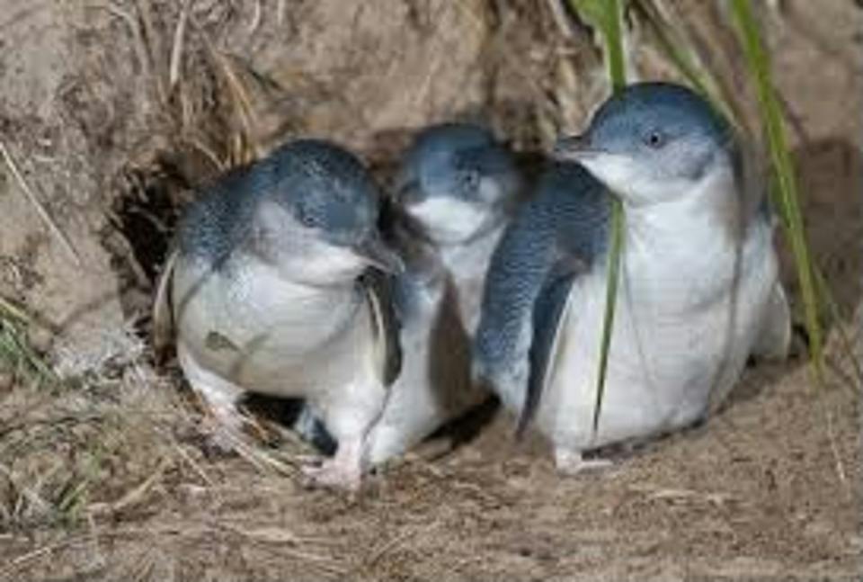 Pol and Pen Holiday Cottages photo