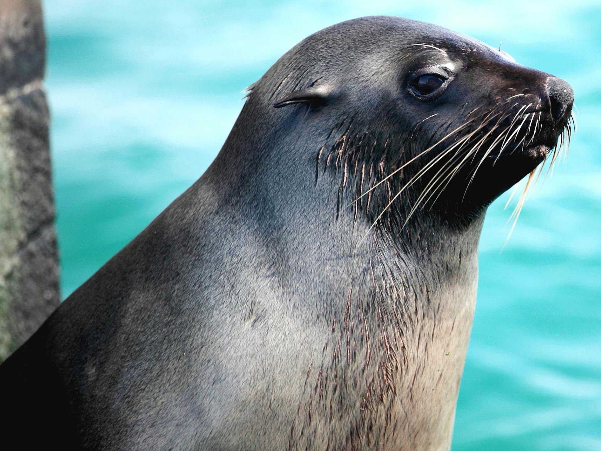 An Australian fur seal drying off after a swim at the haul-out colony in Port Phillip Bay.