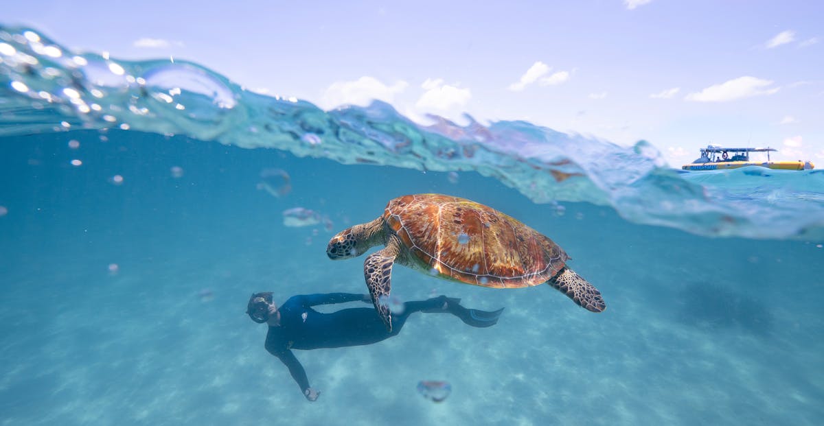Ocean Safari