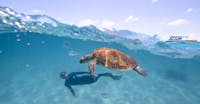 Ocean Safari