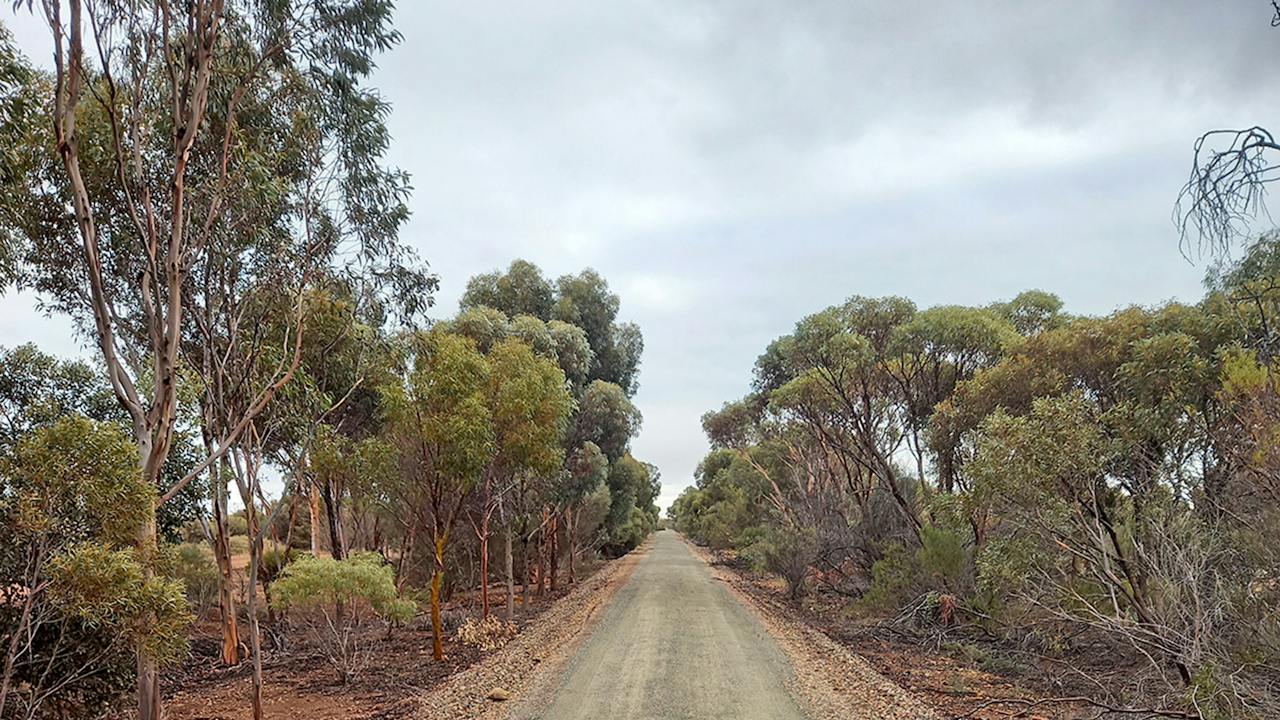 Dean Nicolle Eucalypt Walk