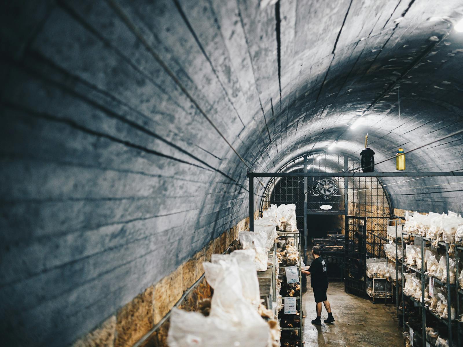 Learn about fantastical fungi at Tunnel Hill Mushroom Farm