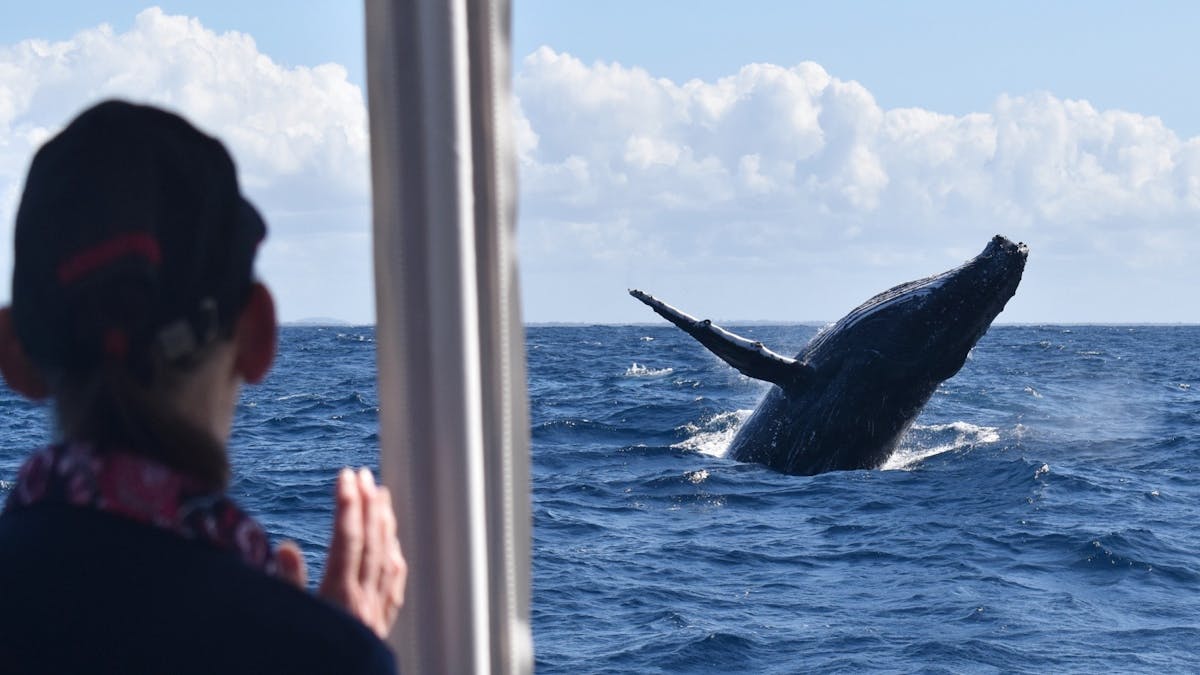 Whale Watch Queensland