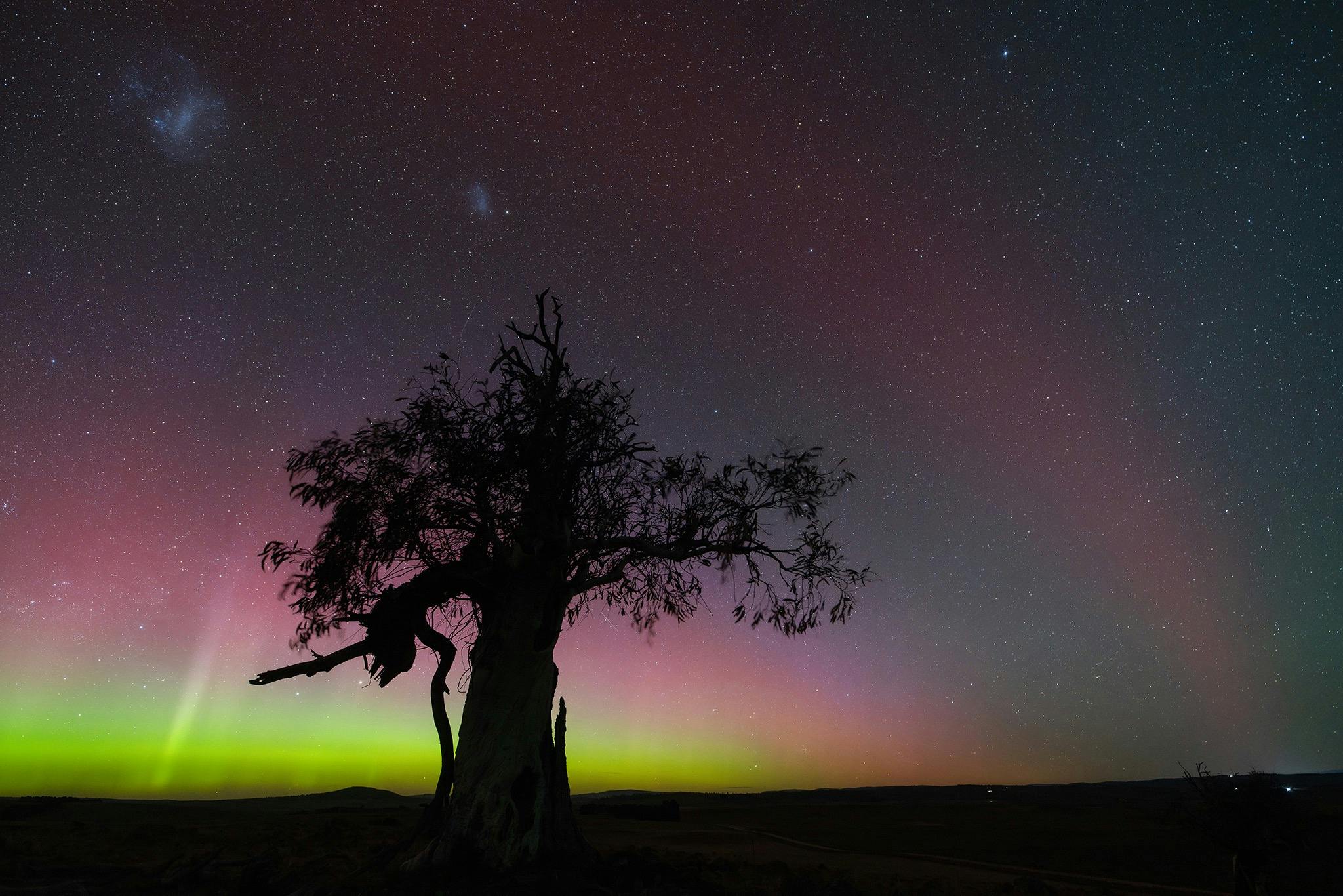 A display of the aurora Australis provides a yellow and pick backdrop to an old gum