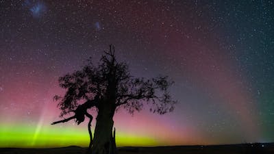 A display of the aurora Australis provides a yellow and pick backdrop to an old gum