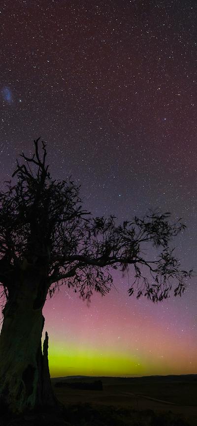 A display of the aurora Australis provides a yellow and pick backdrop to an old gum