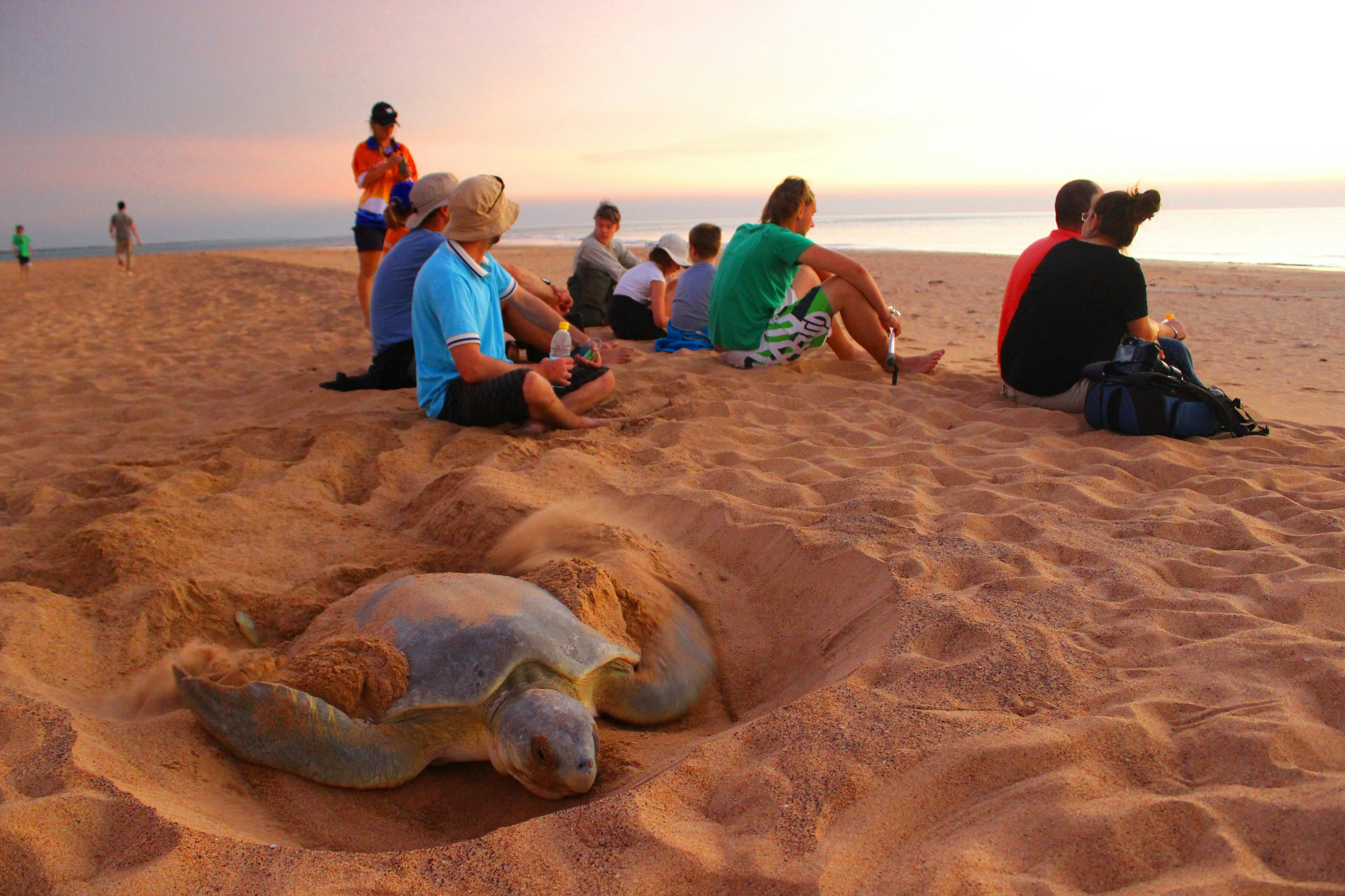 A scene from one of the specialised Turtle Tracks tours available selected dry season dates